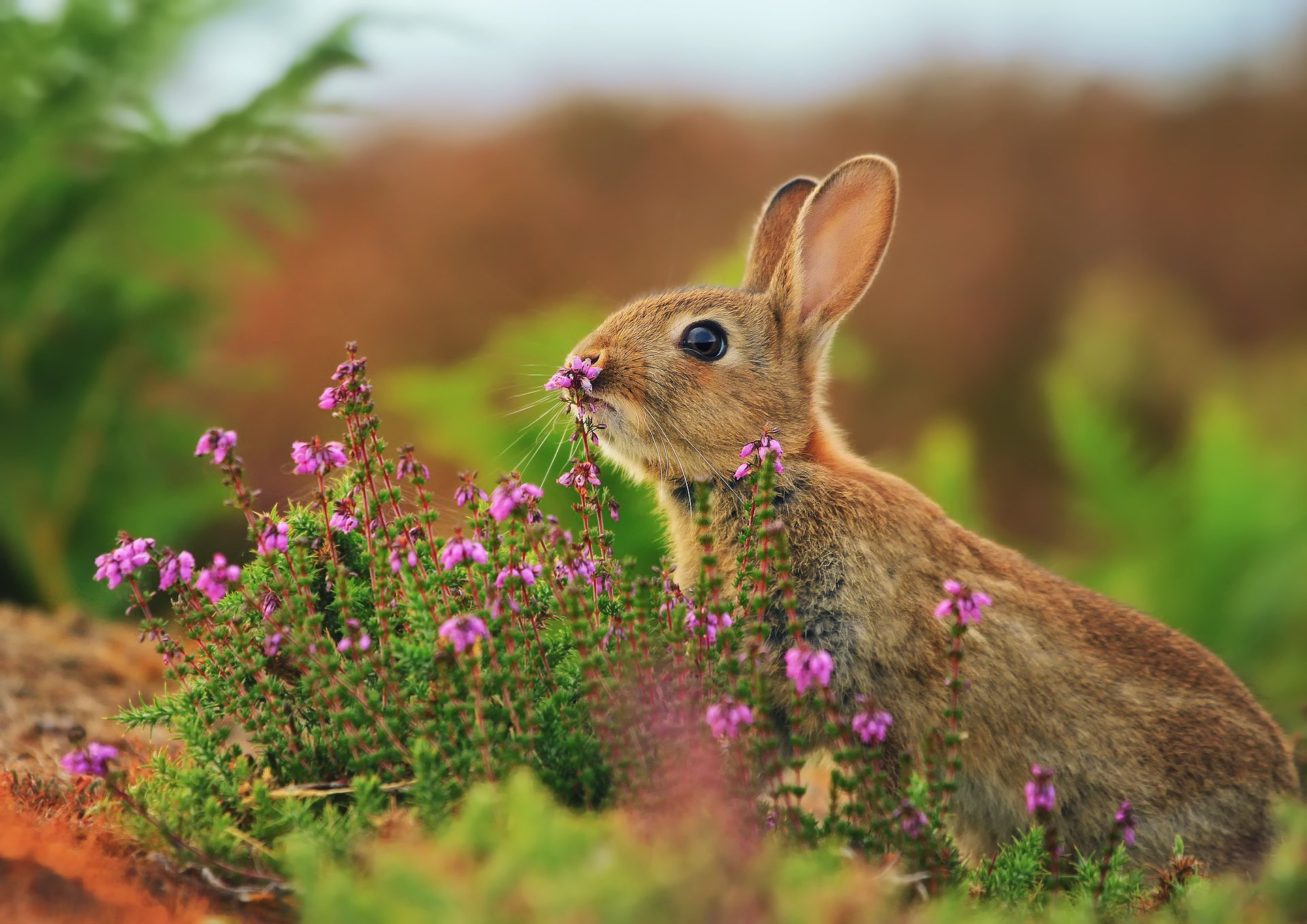 The hare hides in the field grass