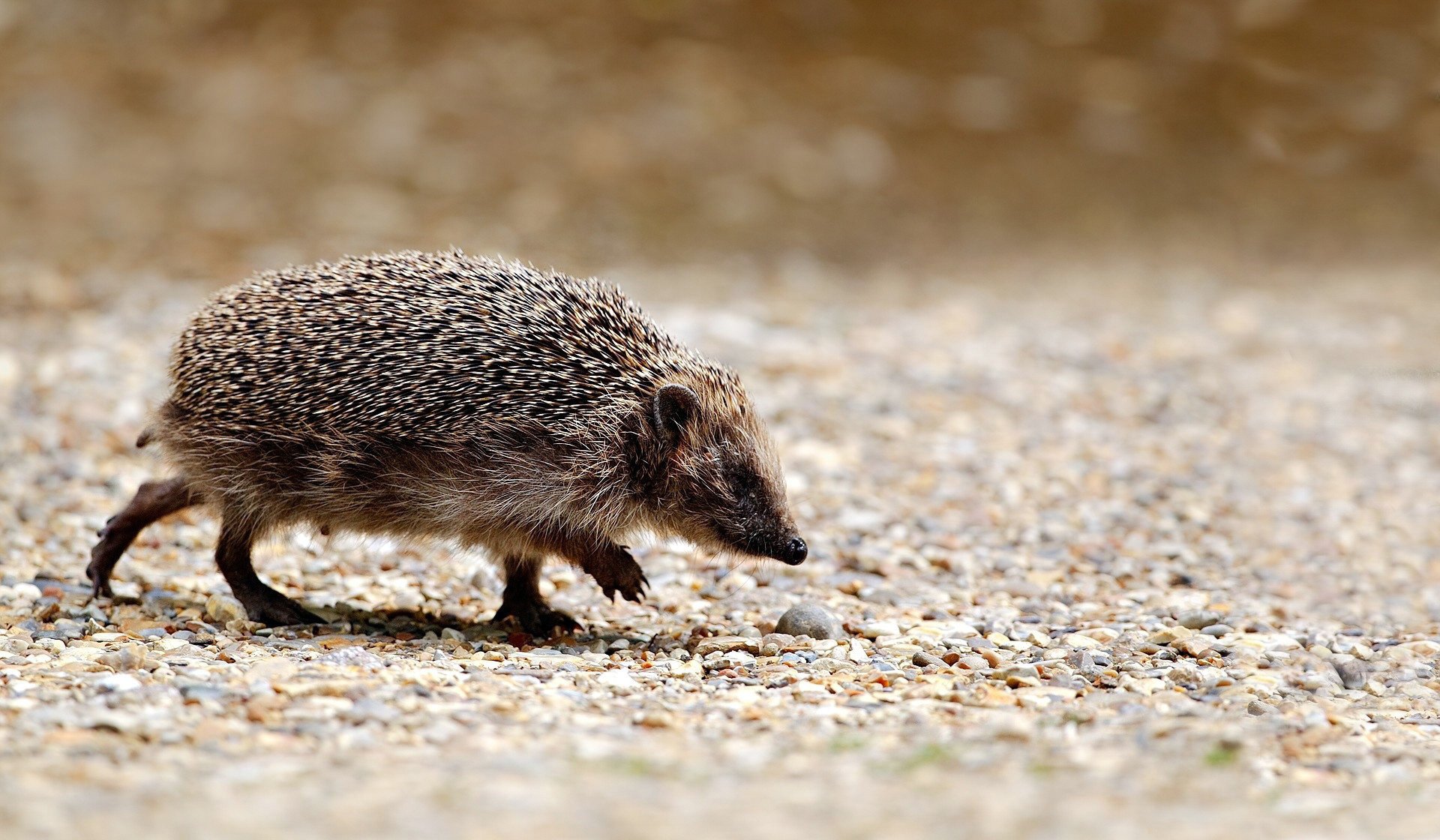 Grey prickly hedgehog runs around looking for food