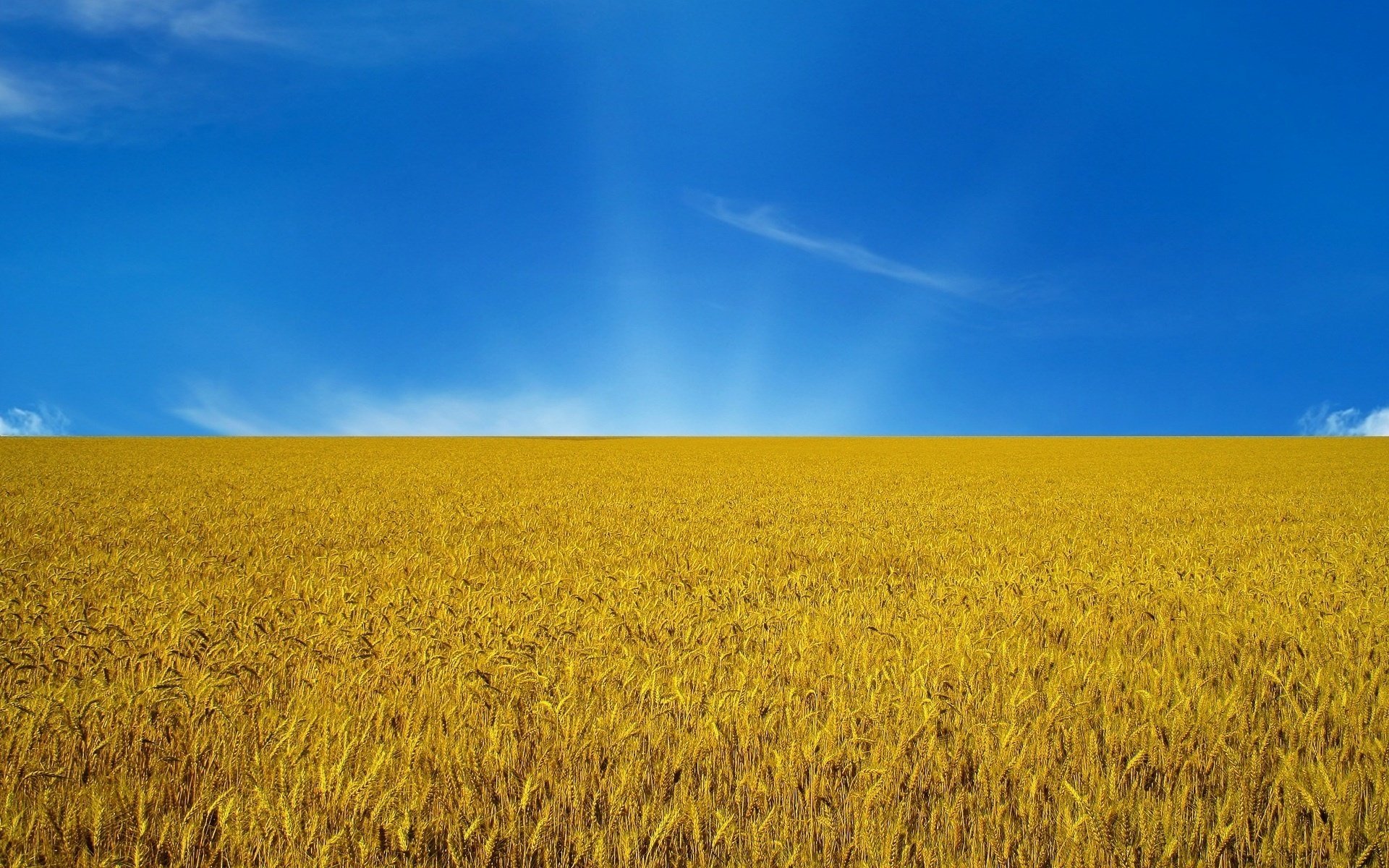 Ears of yellow wheat and blue sky