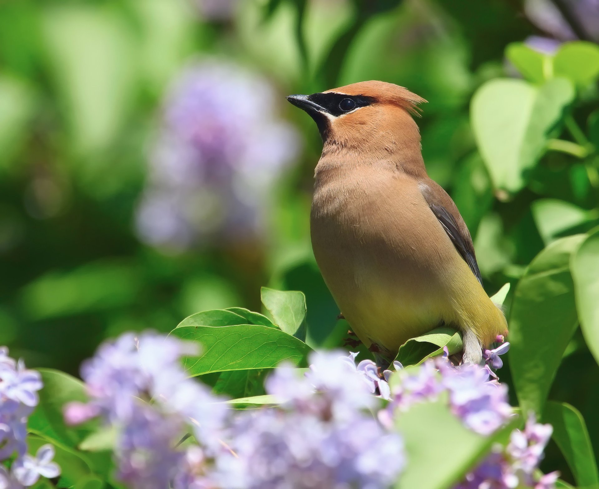 The whistler bird is sitting on a lilac bush