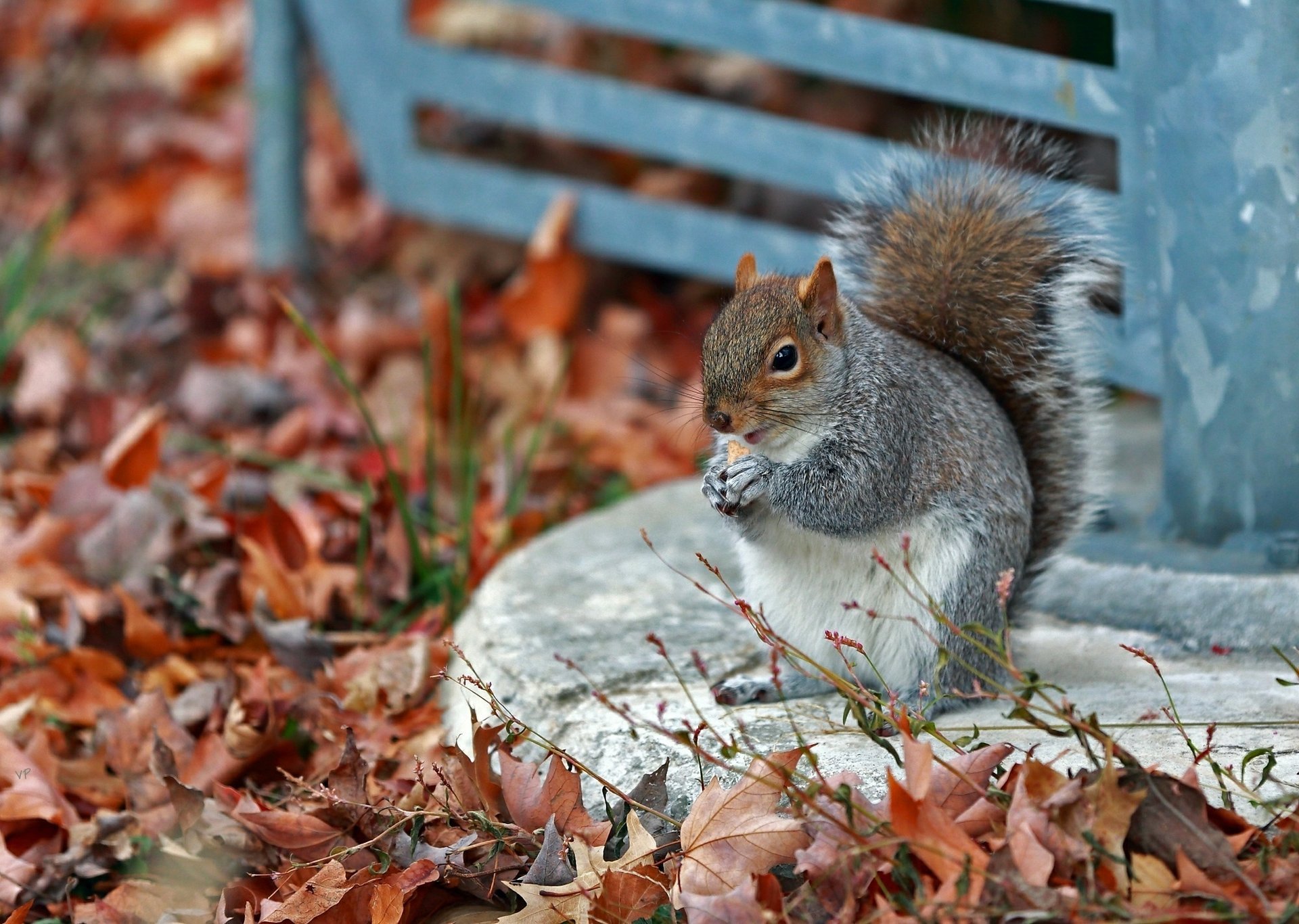 Squirrel with a nut in a circle of autumn leaves