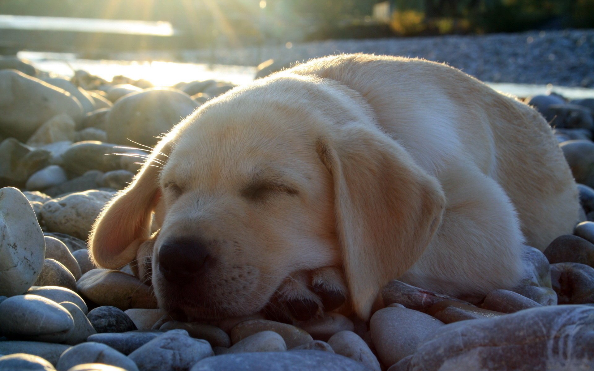A small Labrador puppy is resting on the rocks