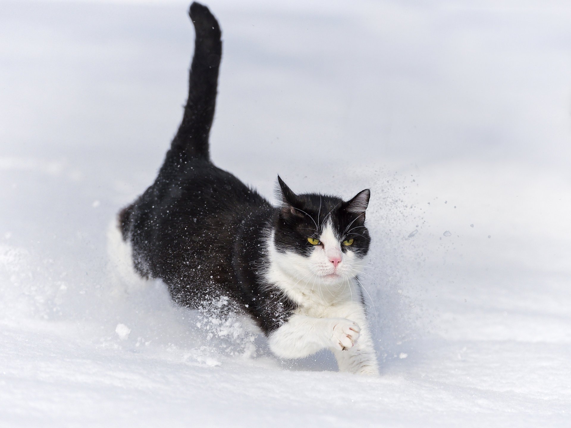 A cat runs through the snow. Cat in the snow