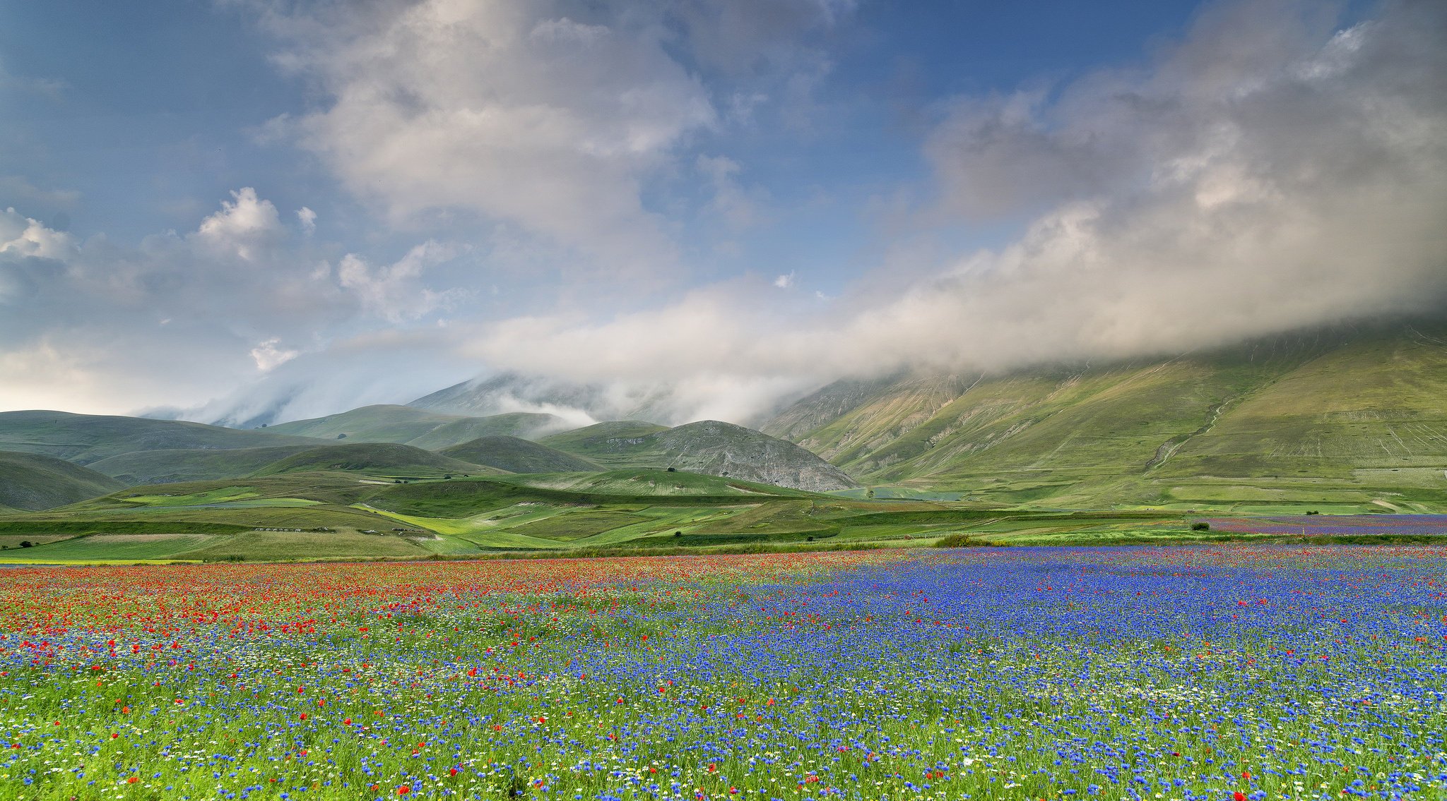 Cornflower field at the foot of the mountains