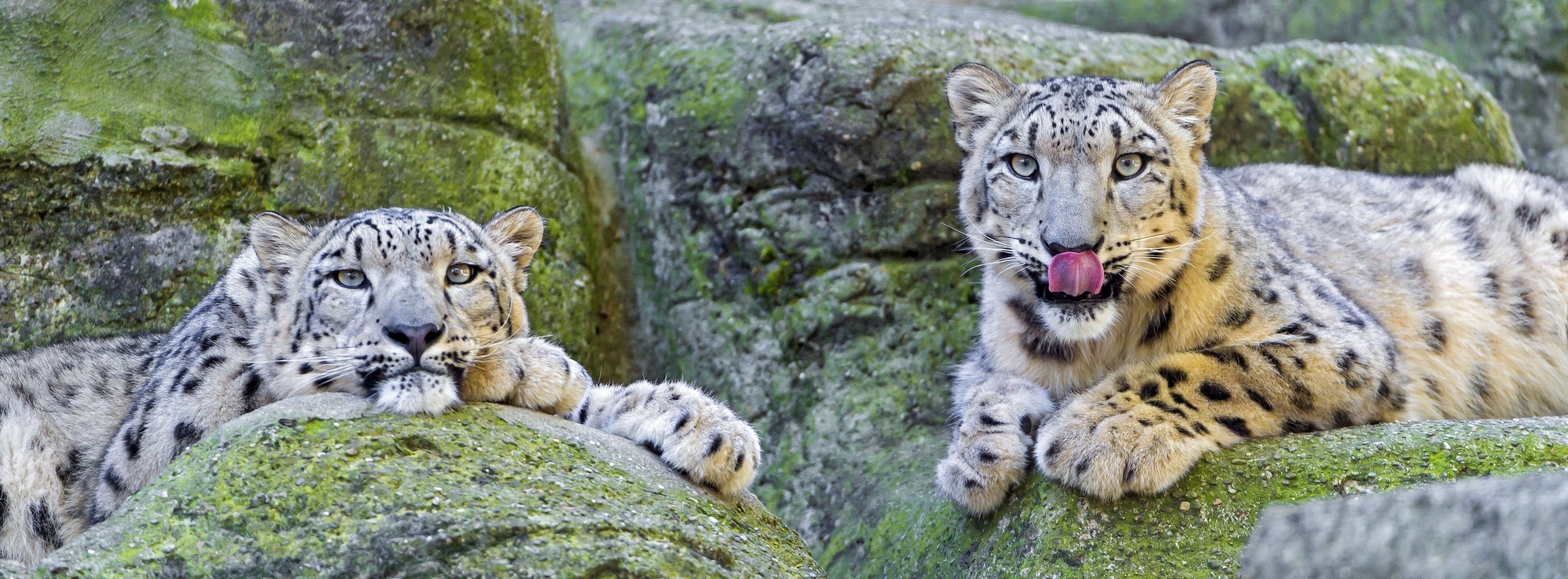 A happy family of snow leopards