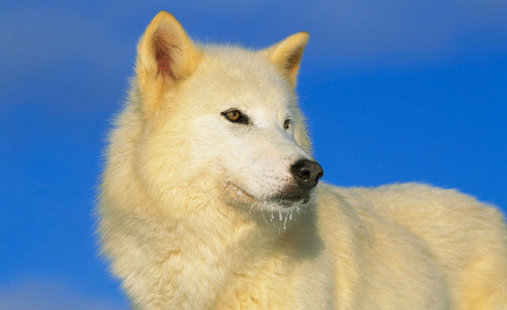 A white wolf on a blue sky background