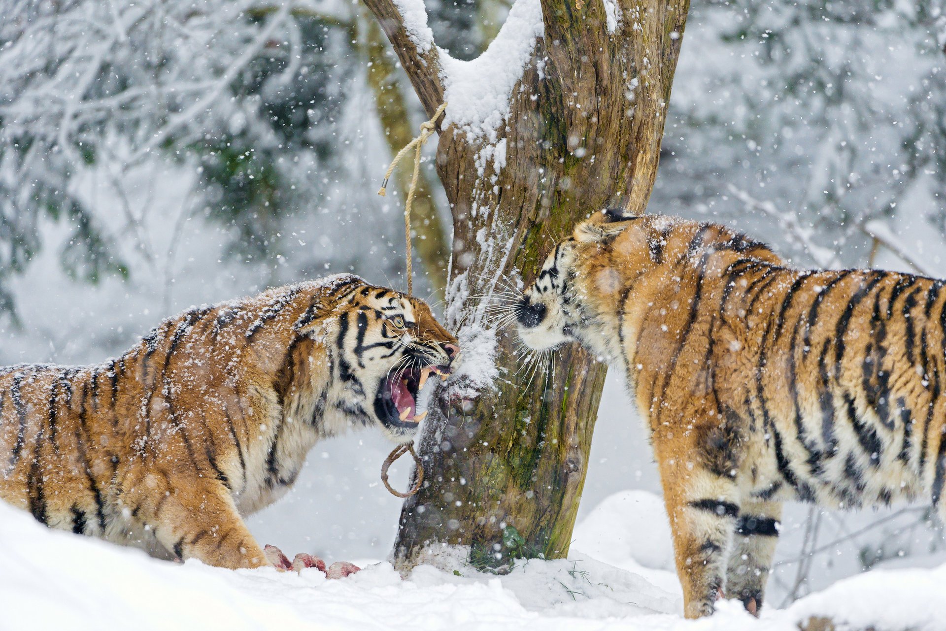 The conversation of predatory cats in the snow