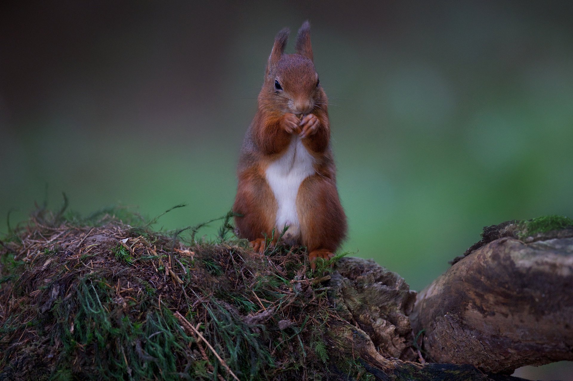 A red squirrel sits on rocks overgrown with moss and eats