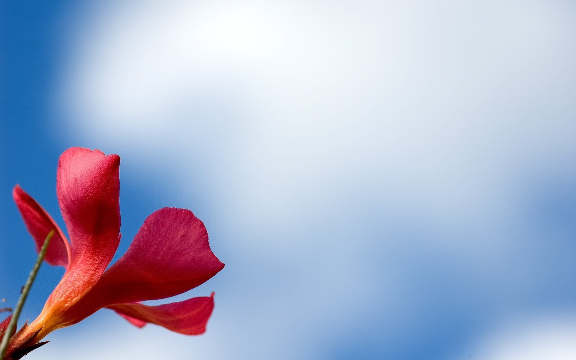Red flower on the sky background