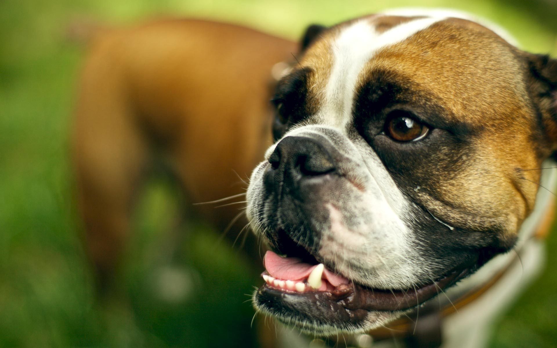 English bulldog smiles in the grass