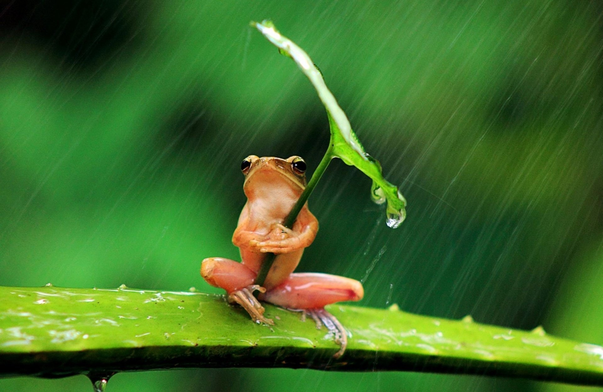A red frog sits on an aloe branch holding a green leaf in its paws, hiding under it from the rain