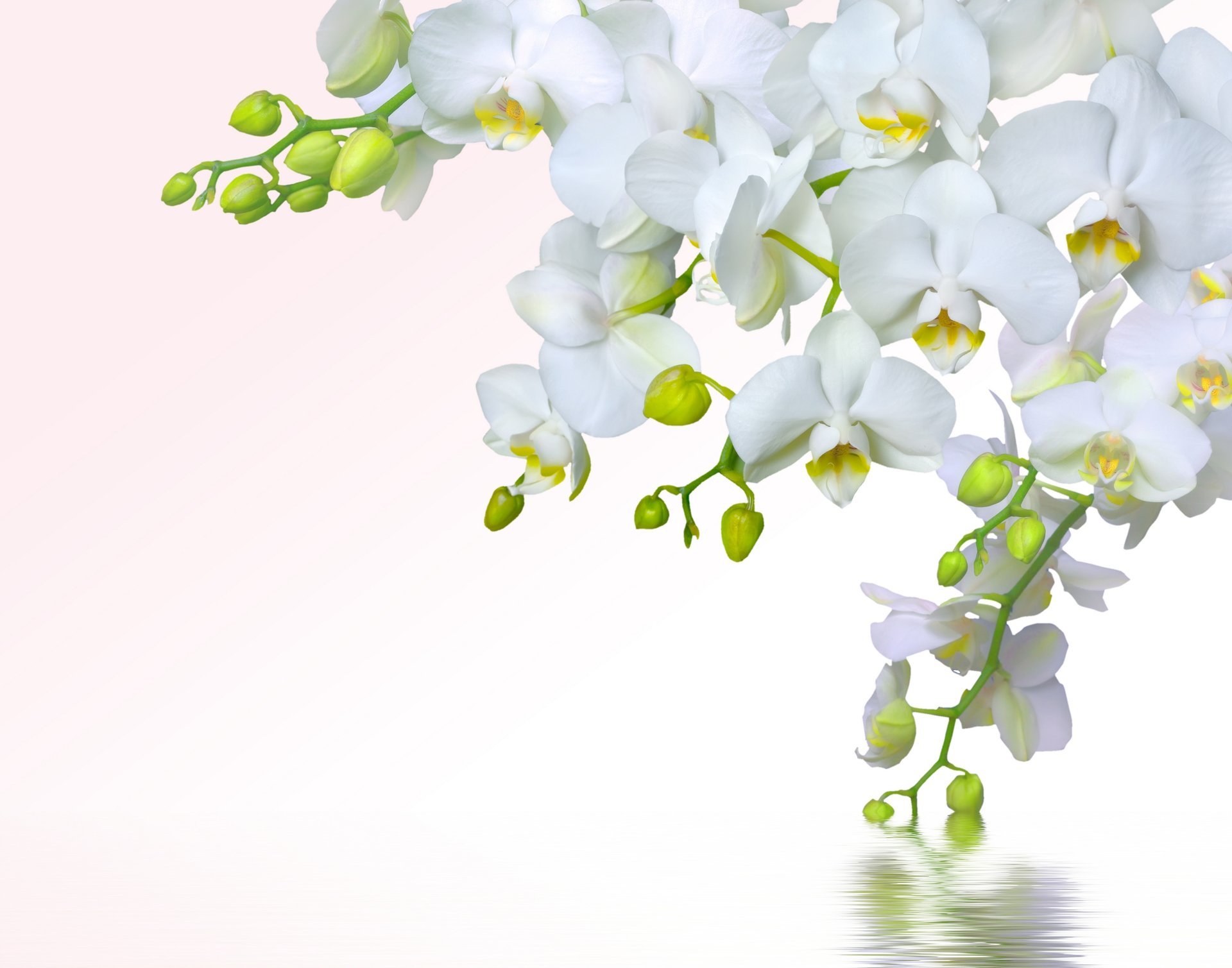 Clusters of white orchid above the water