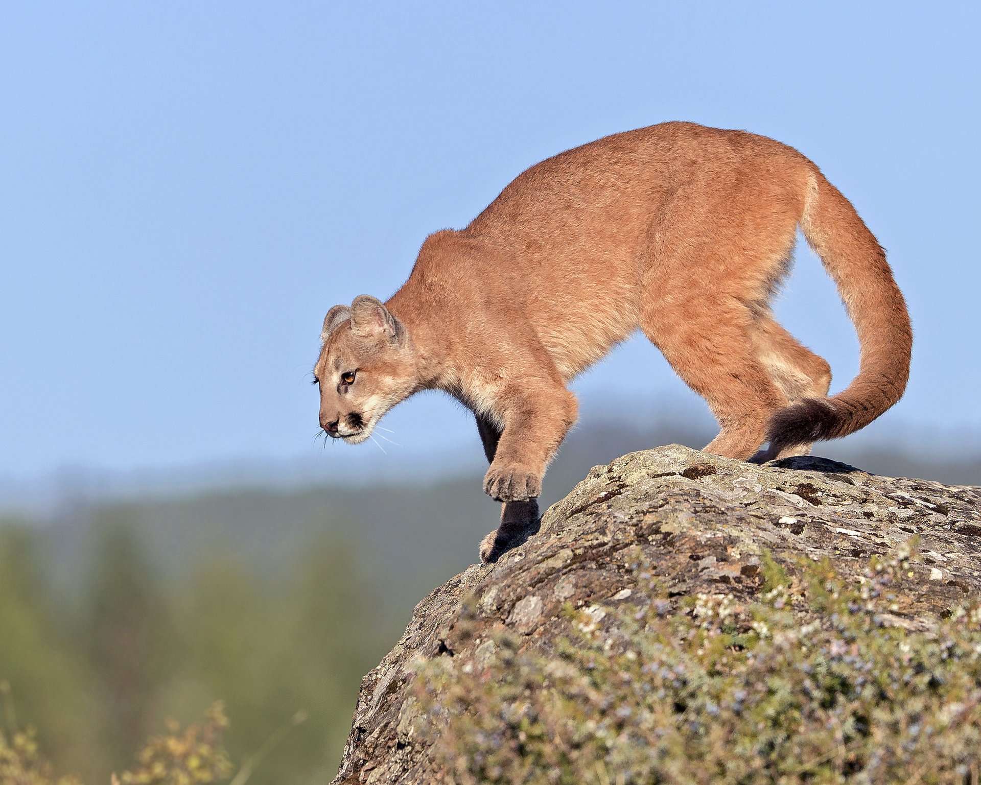 Young cougar getting ready to jump off a cliff