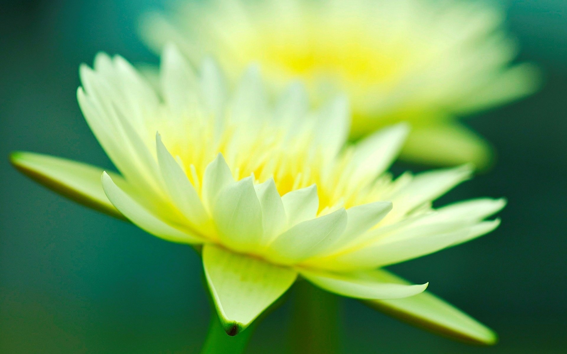Large yellow flower on a green background