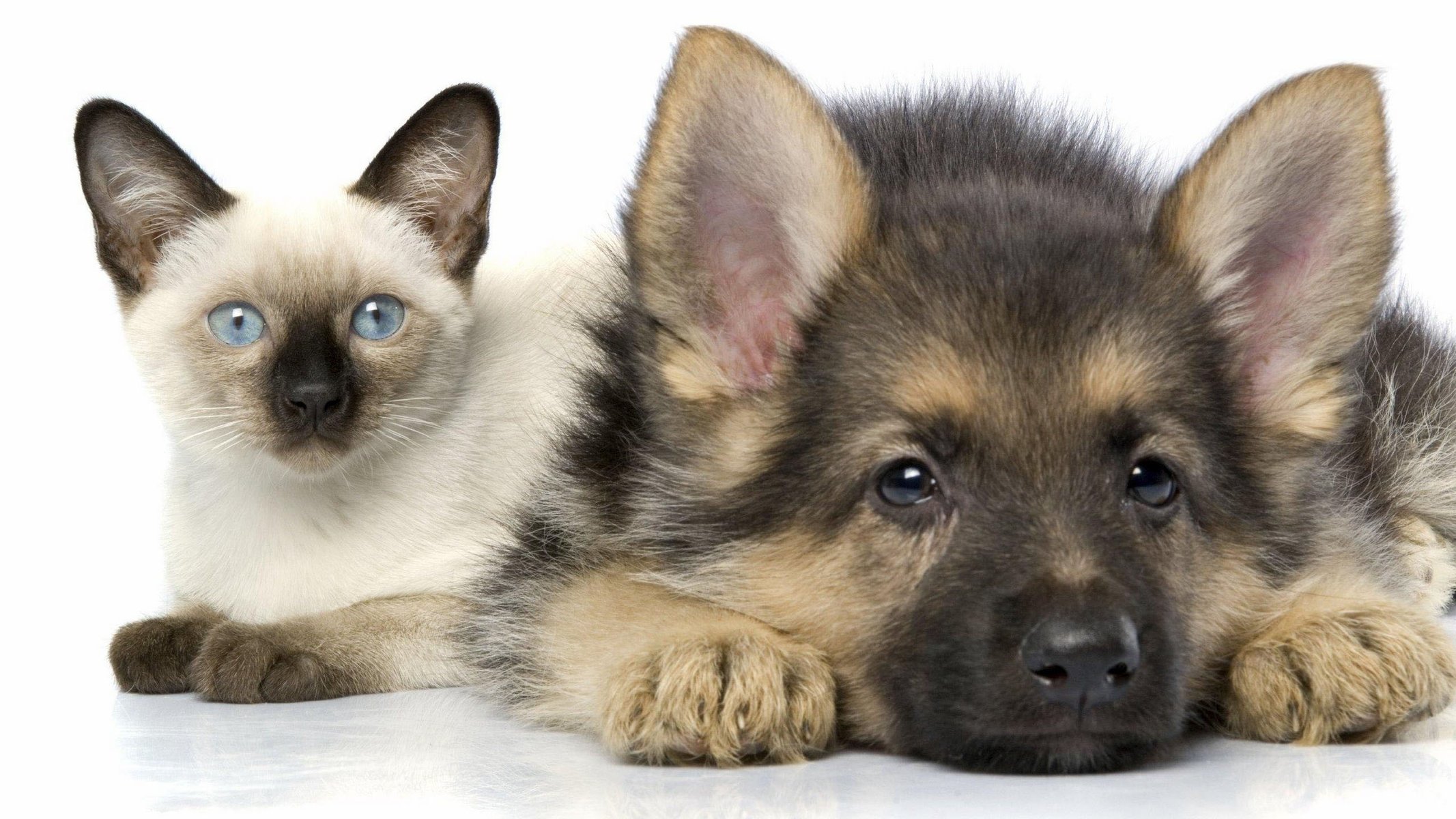 A German Shepherd puppy with a kitten