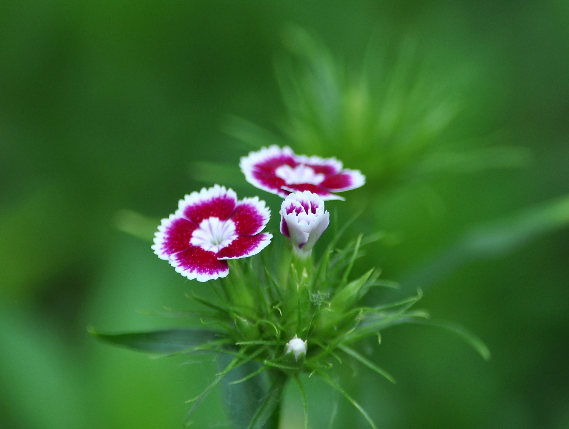 Summer composition of red and white carnations