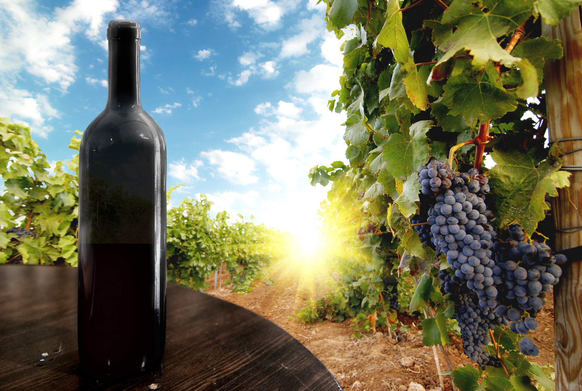wine bottle table vineyard grapes black bunch raceme berries leaves sky sun clouds a bottle bunch of
