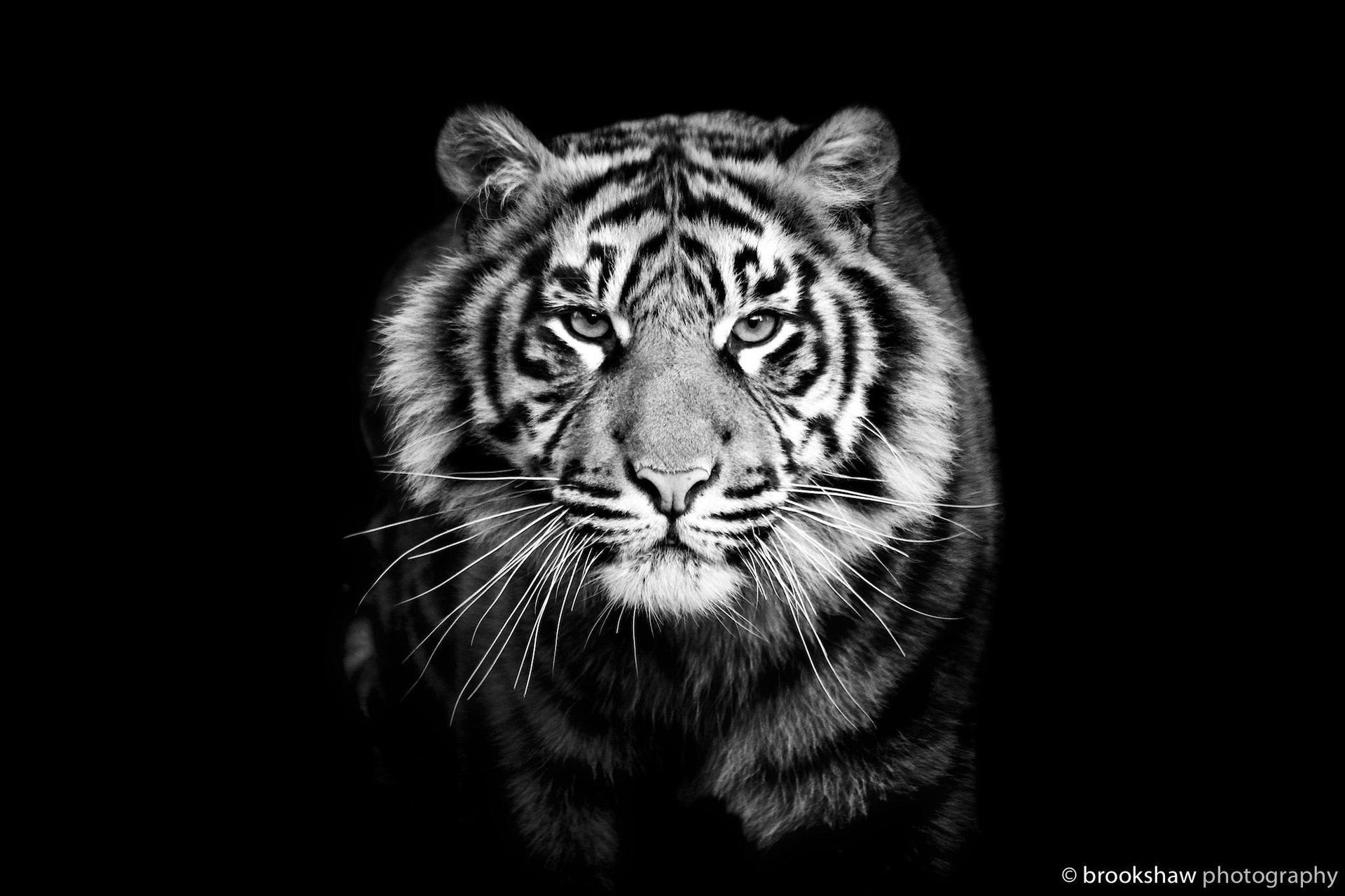 A black and white tiger. Tiger's head on a black background. Brutal look