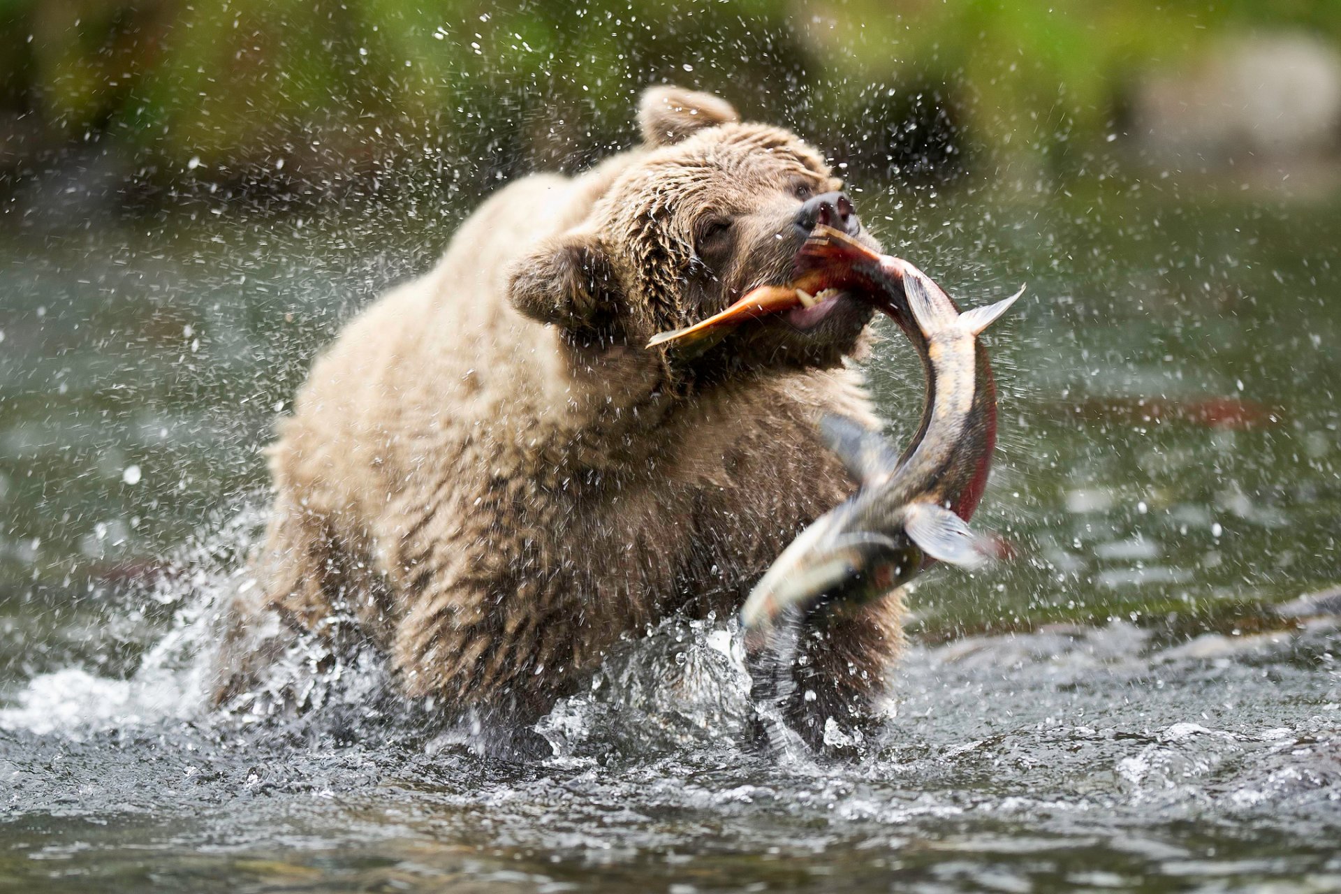 united states alaska russian river brown bear bear teddy bear catch fish salmon spray drops mommad photos