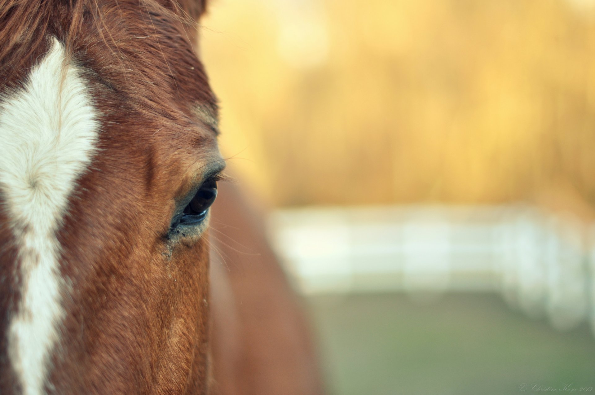 animals horse face eye blur wallpaper widescreen full screen hd wallpapers background fullscreen