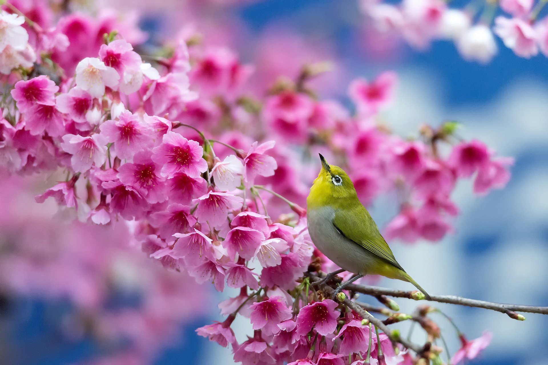sakura cherry flower poultry japanese white eye spring bloom