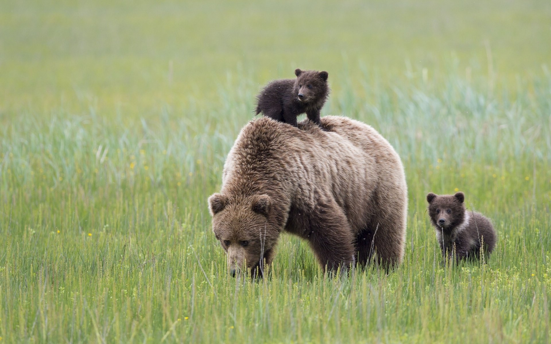 lake clark national park alaska bears dipper maternity meadow