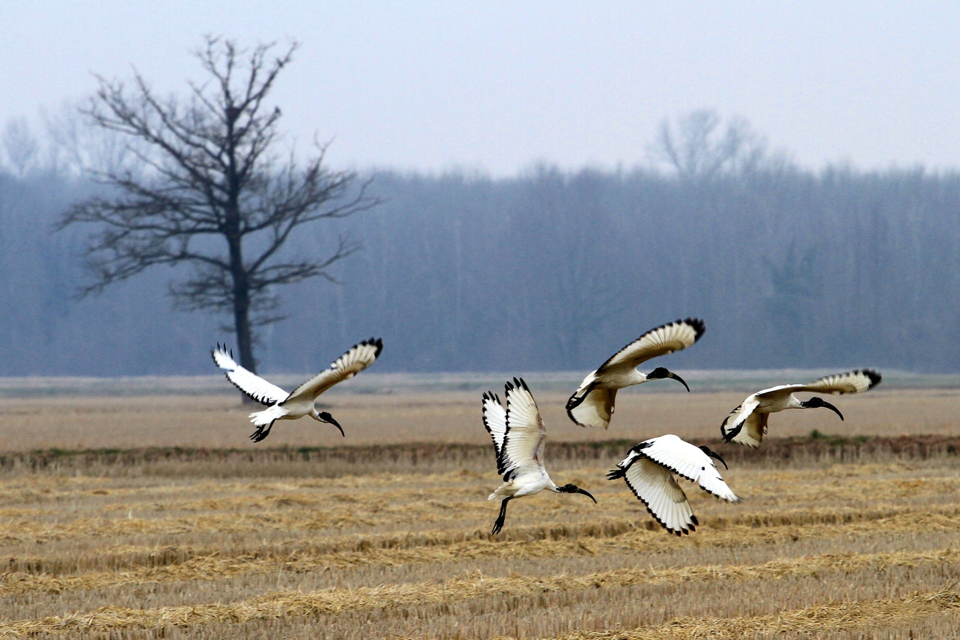 forest the field tree birds african sacred ibis