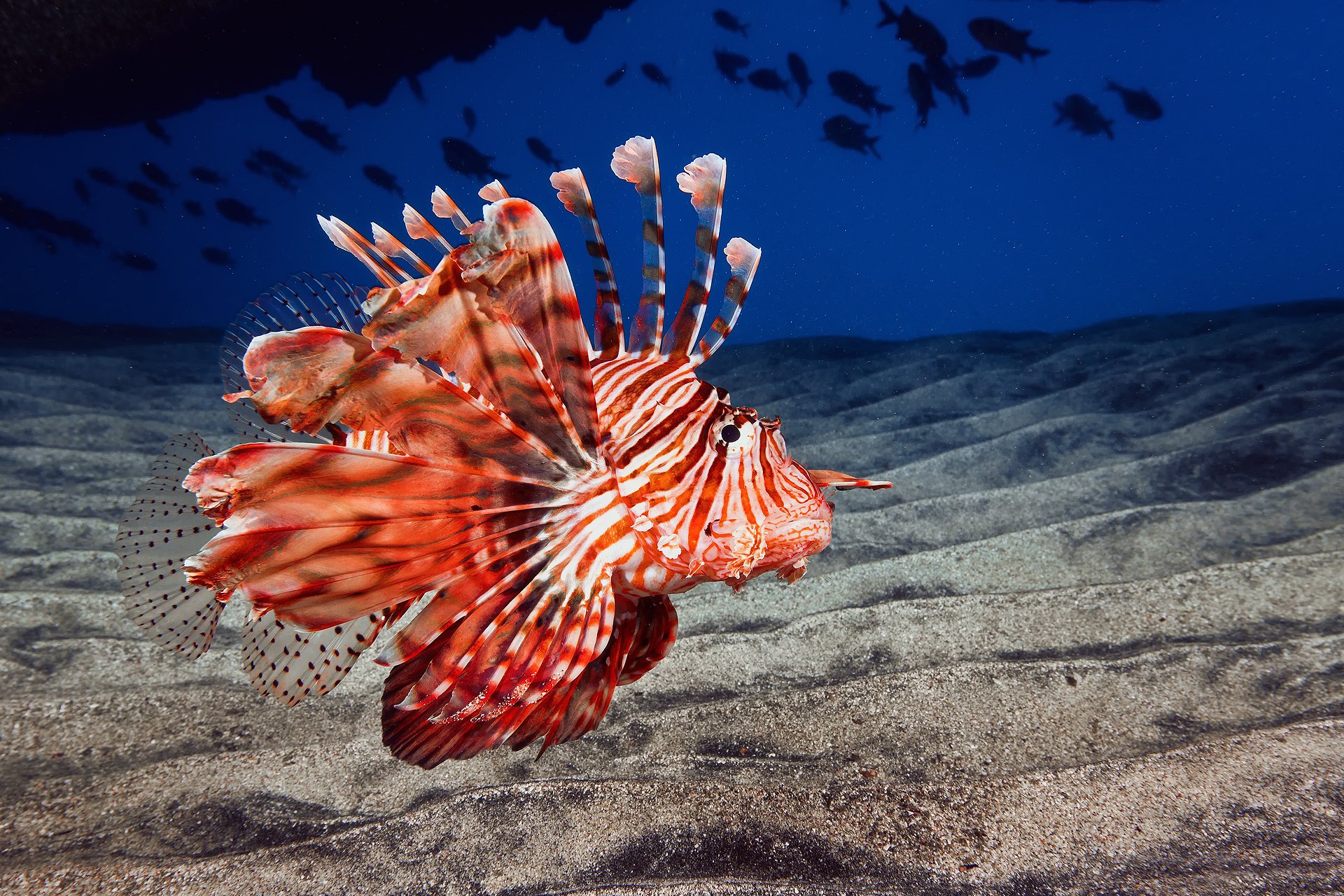 ocean sea the bottom sand fish lion fish - dragon lionfish