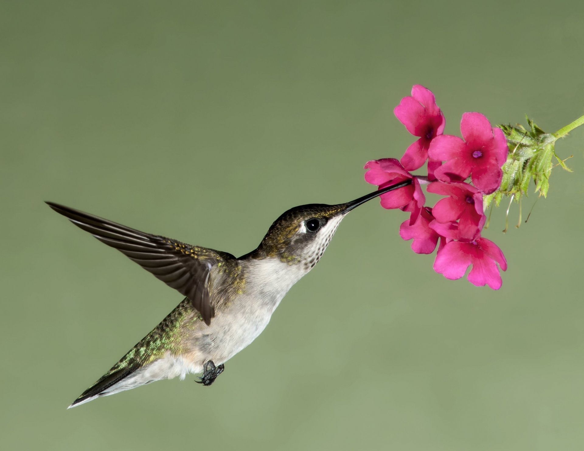 hummingbird flight flower nectar depends poultry beak wings nature