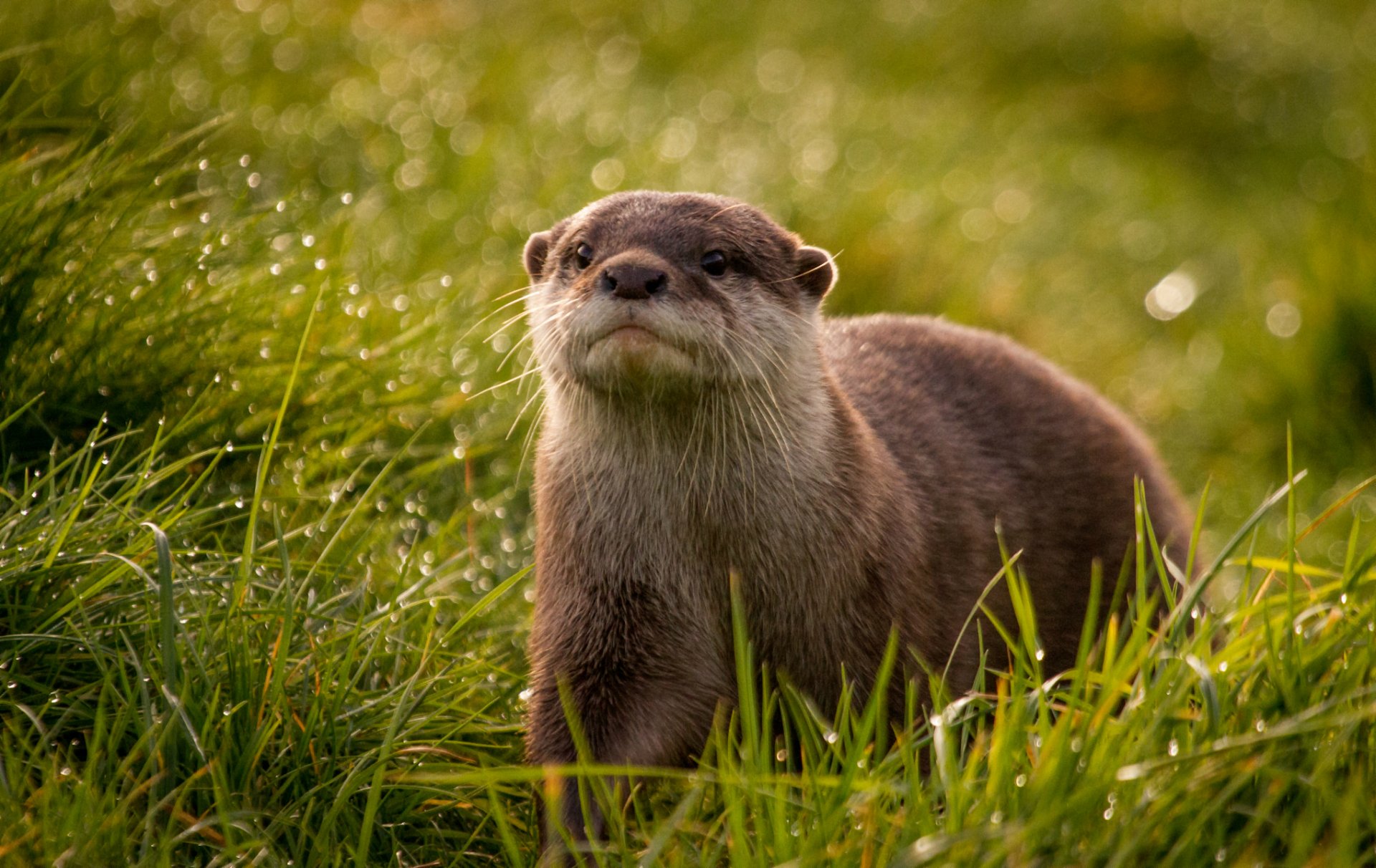otter snout view grass rosa droplets reflections