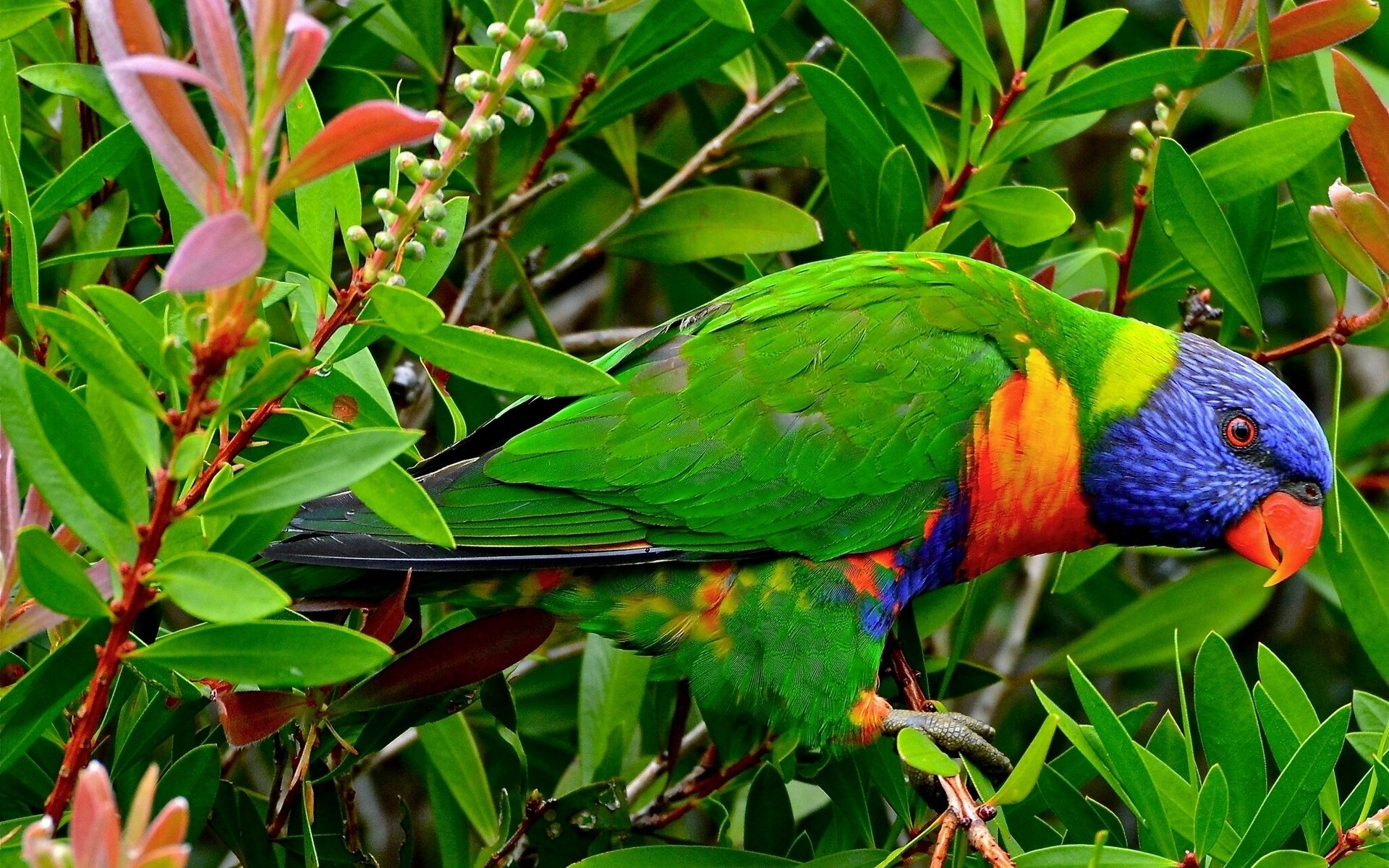 rainbow lorikeet parrot poultry branches leaves