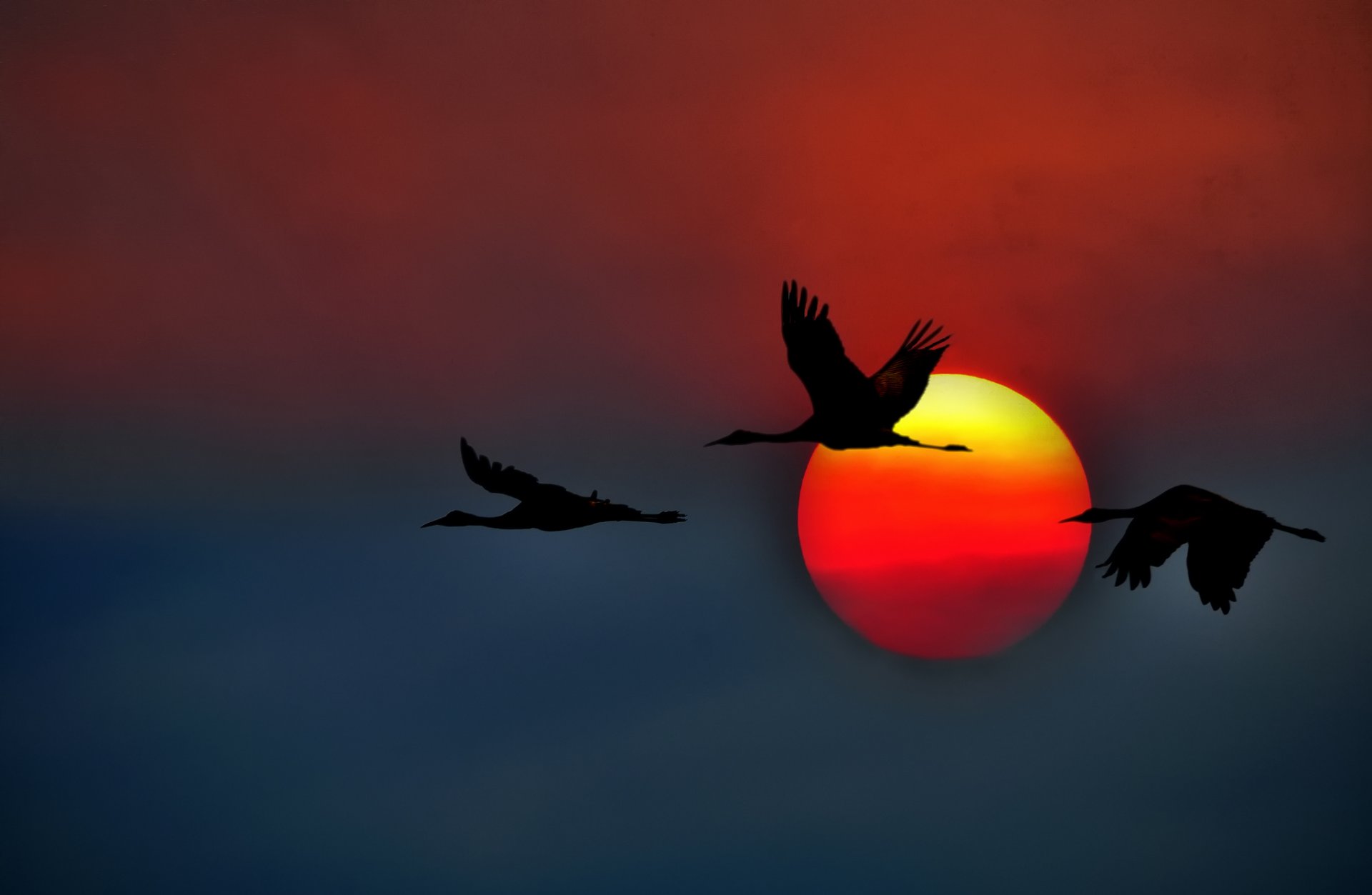 sandhill crane crane california united states sun sunset sky