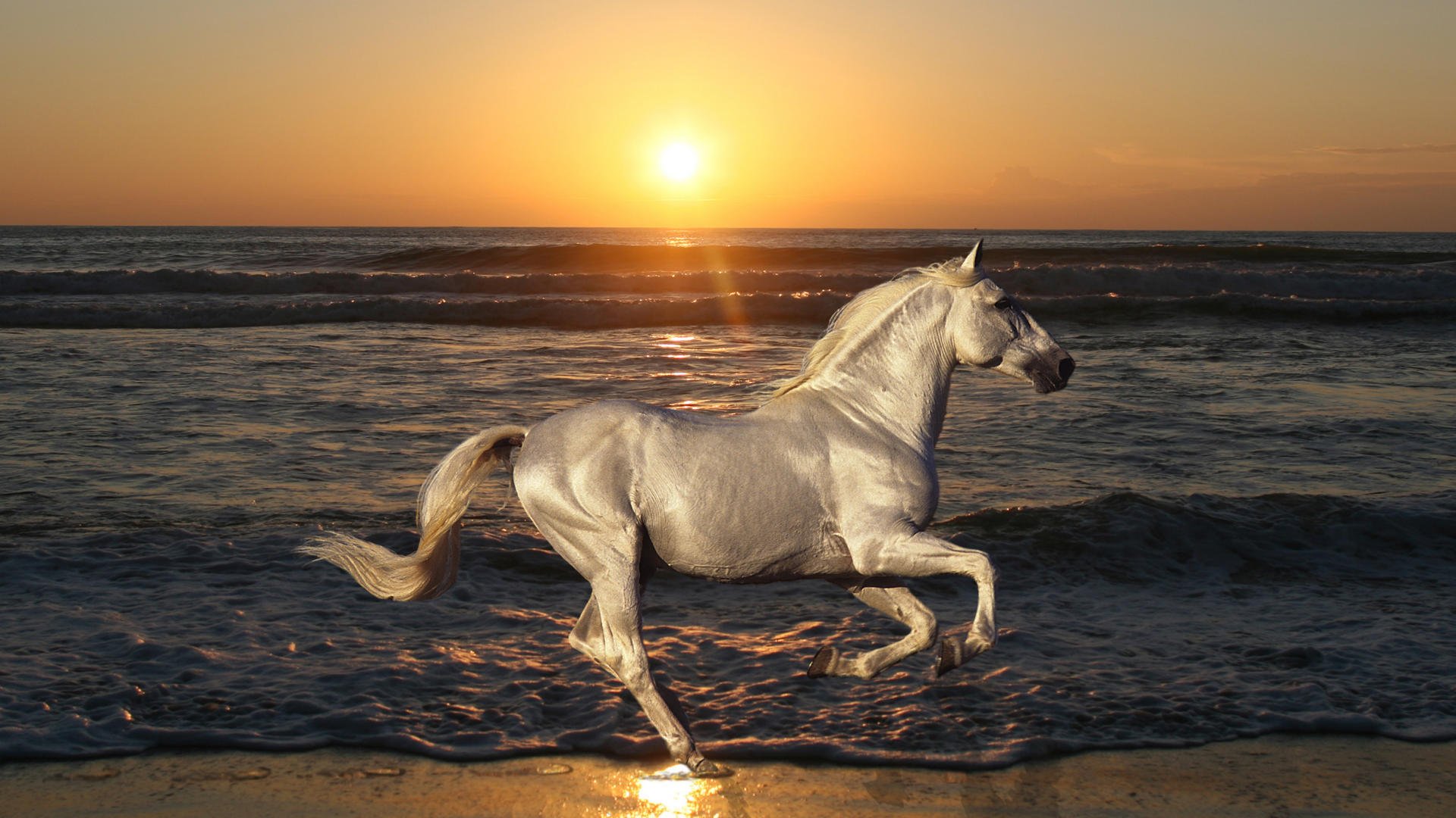 horse stallion jumps nature animals sea ocean beach sand wave water sun sunset dawn