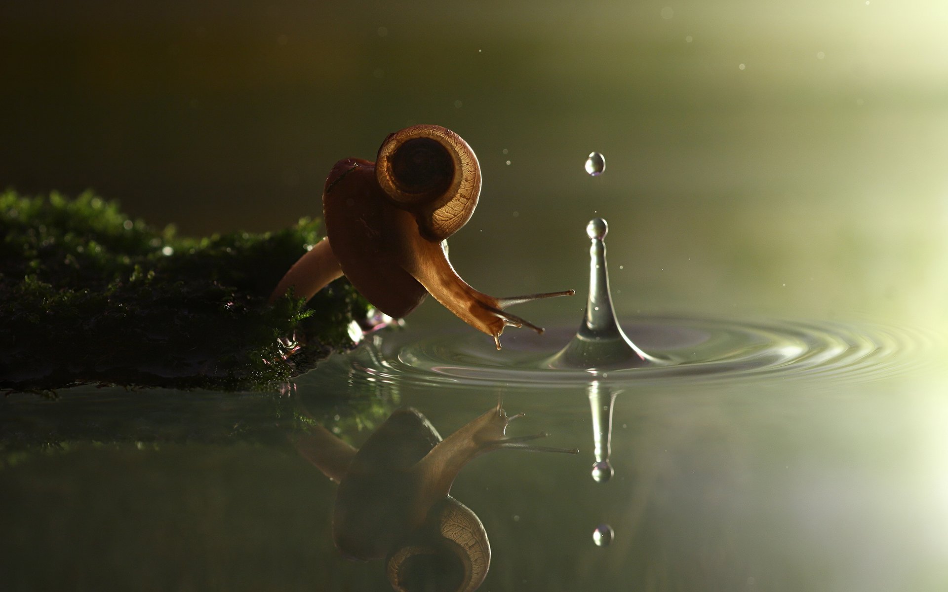 vadim trunov photographer snail mushroom water splash moss