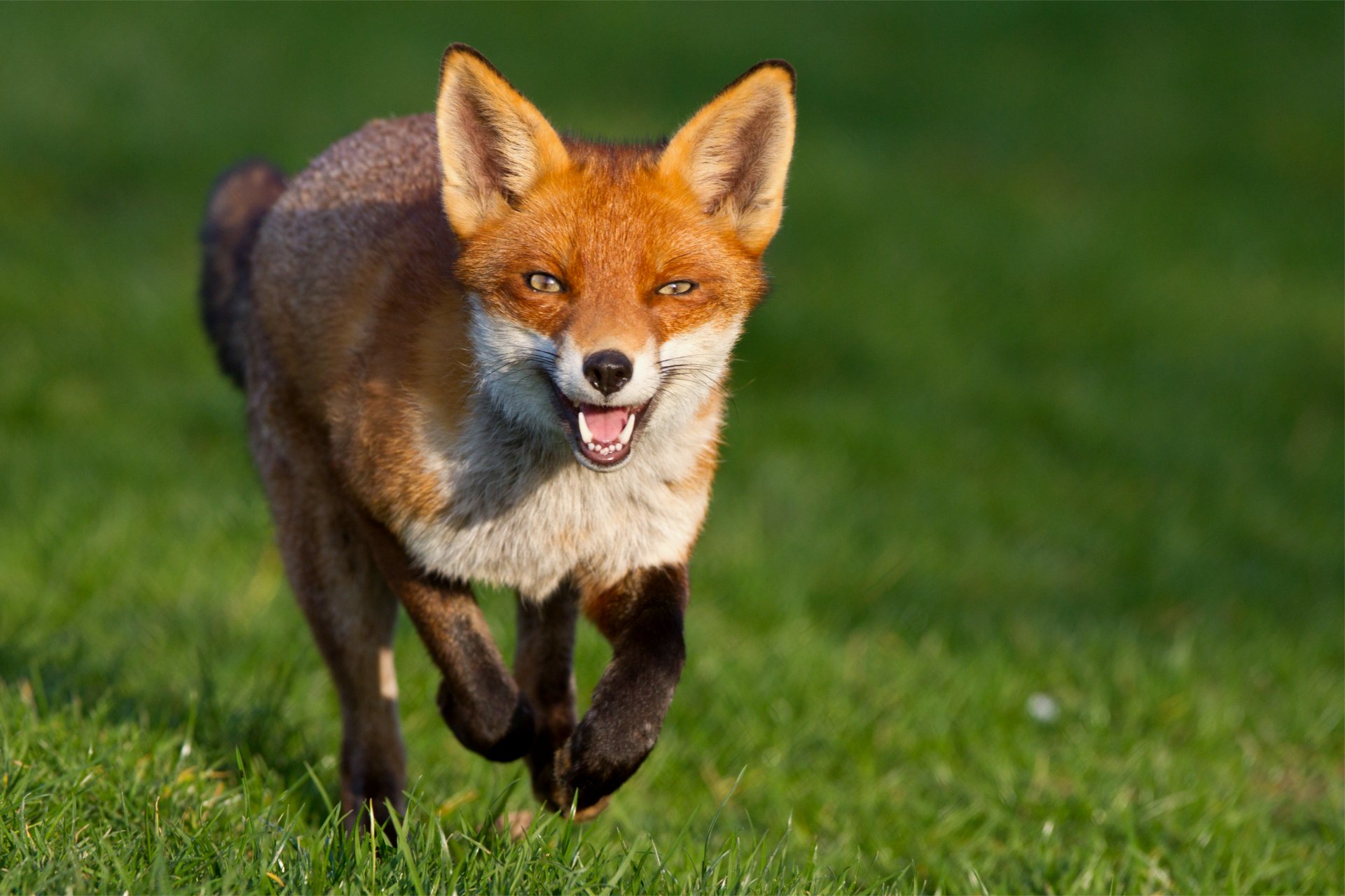 fox red running snout cunning view grass green background
