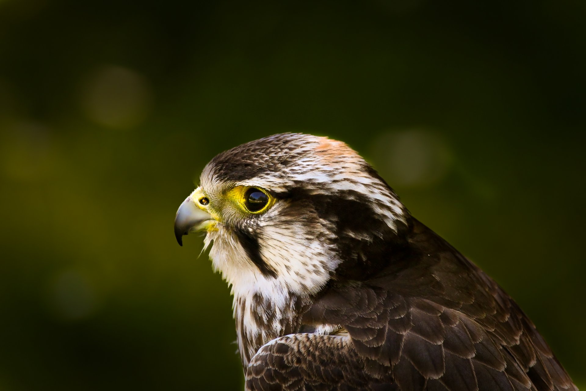 hawk poultry view section green background reflections