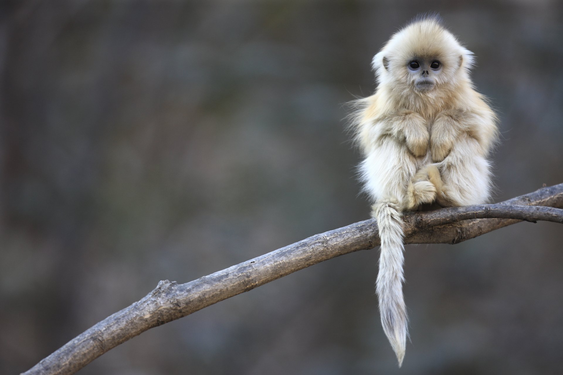 snub-nosed monkey china cyril ruoso gigipopotam