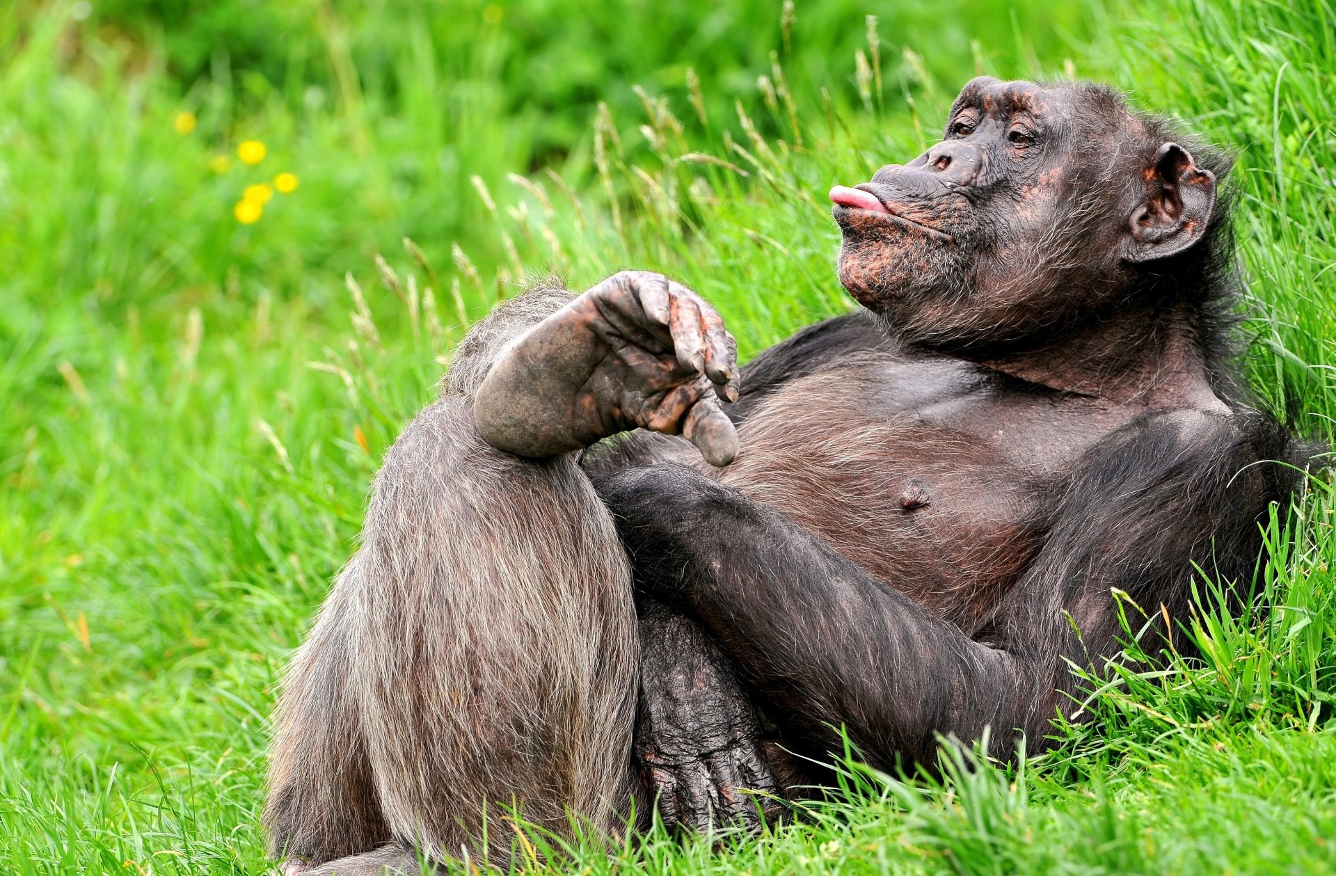 funny chimpanzee pose english grass monkey primate sports