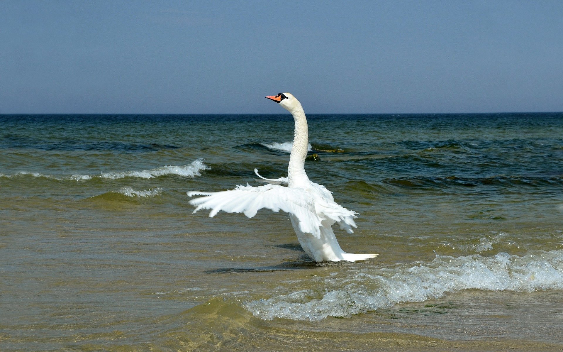 beach waves sea nakata white swan neck wings wag feathers horizon sky