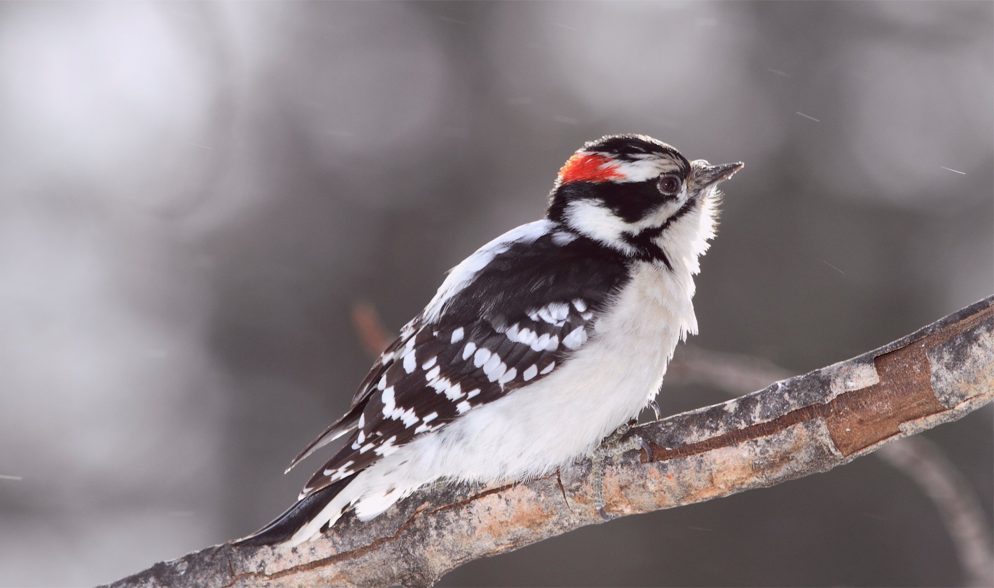 bird woodpecker poultry downy woodpecker branch blur grey background reflections