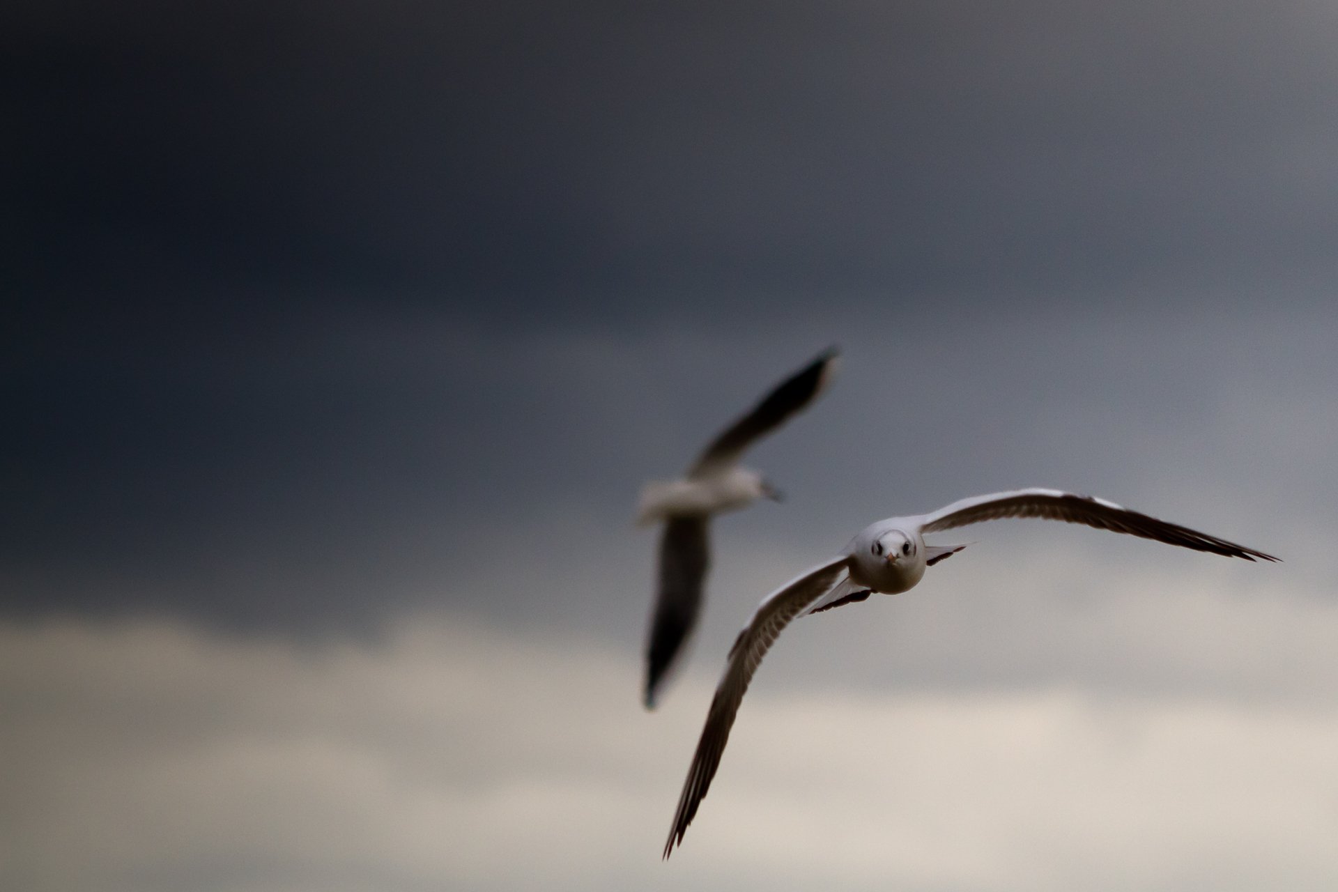 sky clouds gulls birds wings pictures background wallpaper wallpapers