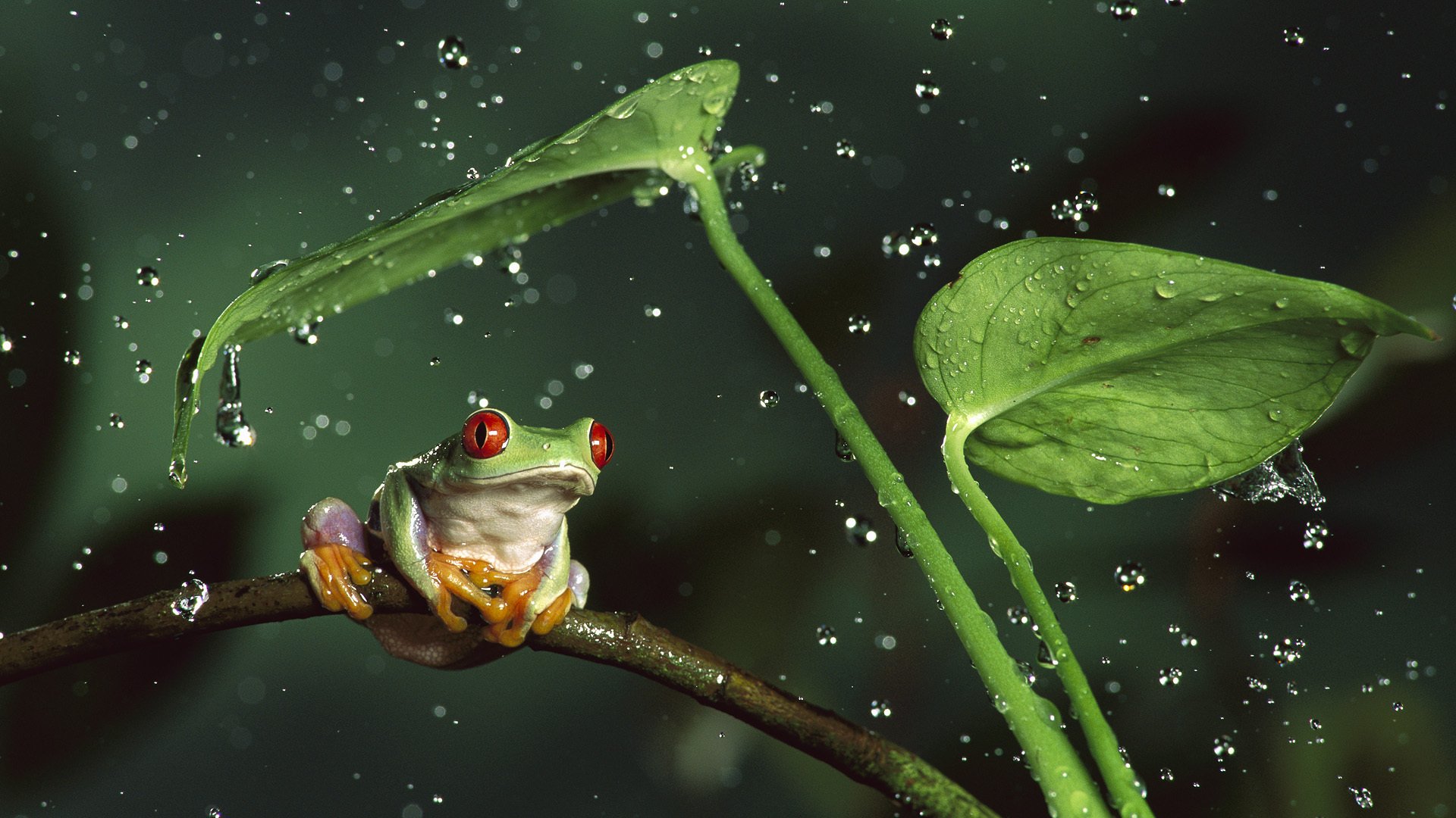 animals frog drops water leaves stems spray nature