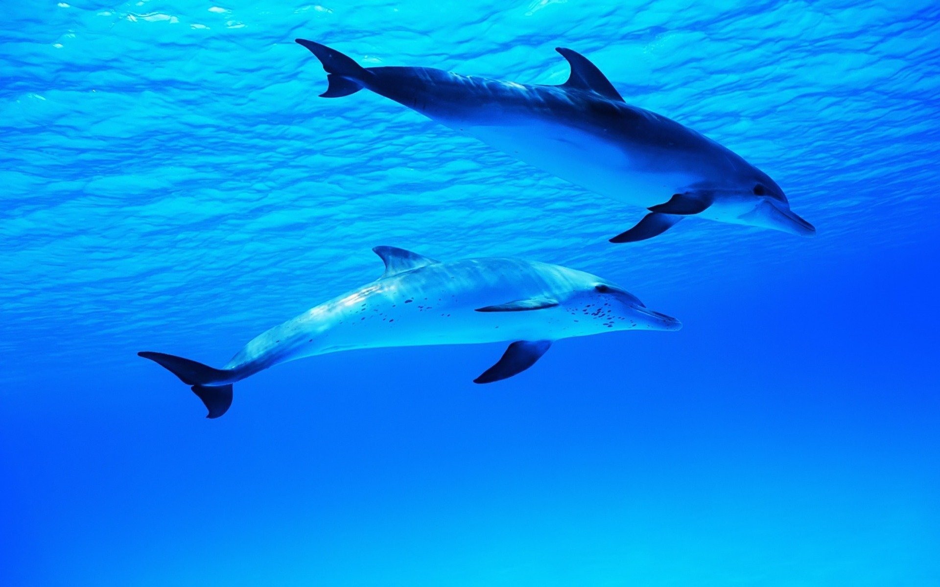 dolphins sea ocean underwater worlds