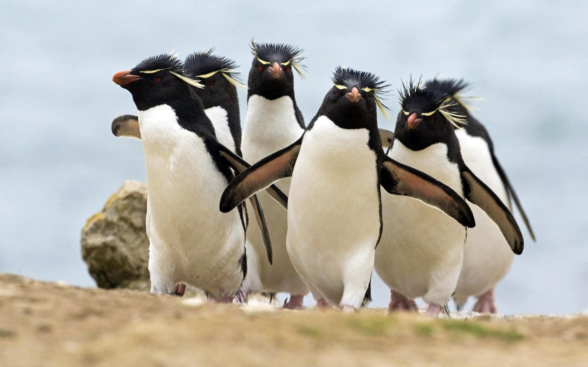 penguins birds crested penguins rockhopper penguins rocky penguins