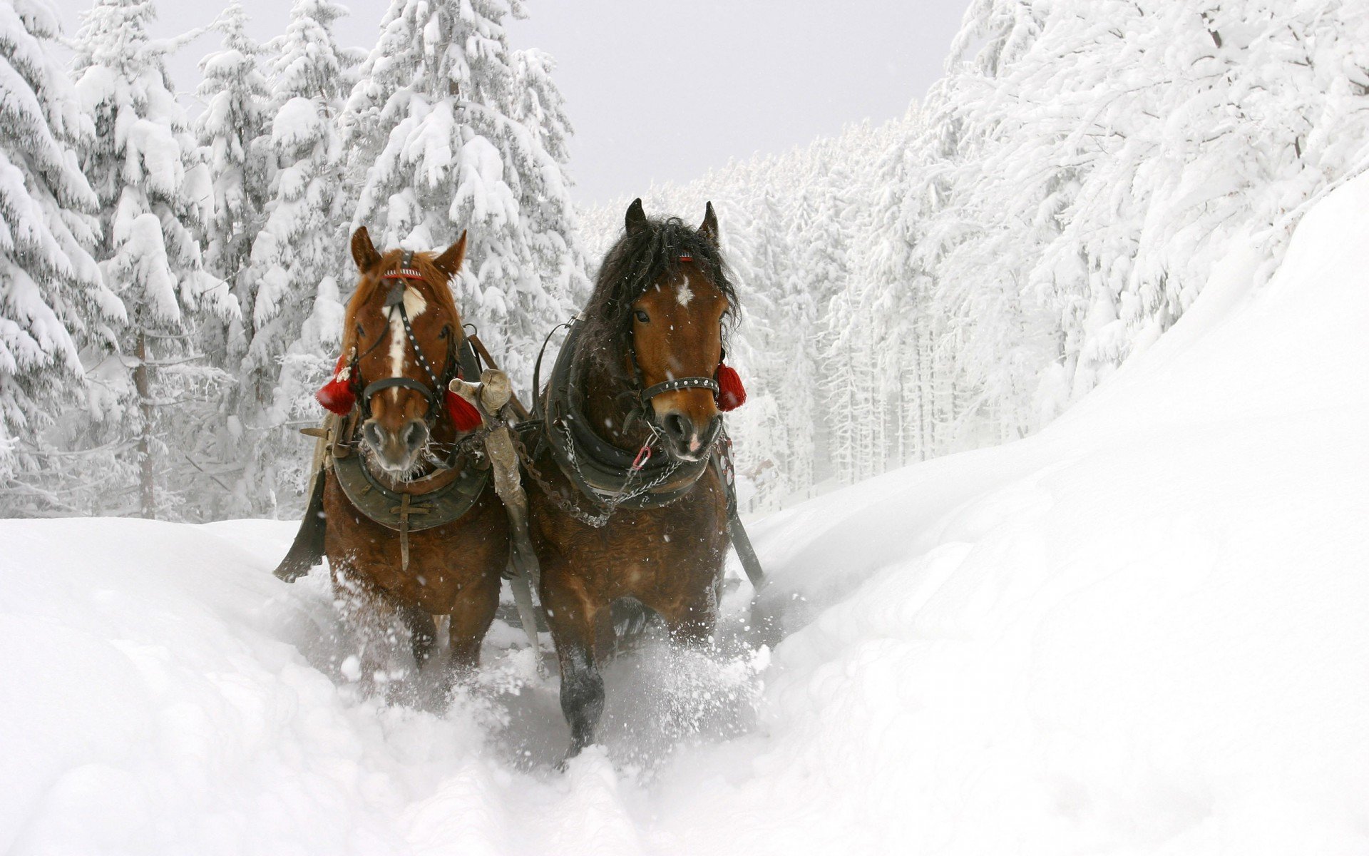 winter sledge winter sledge beautiful horse snow tree deep drifts