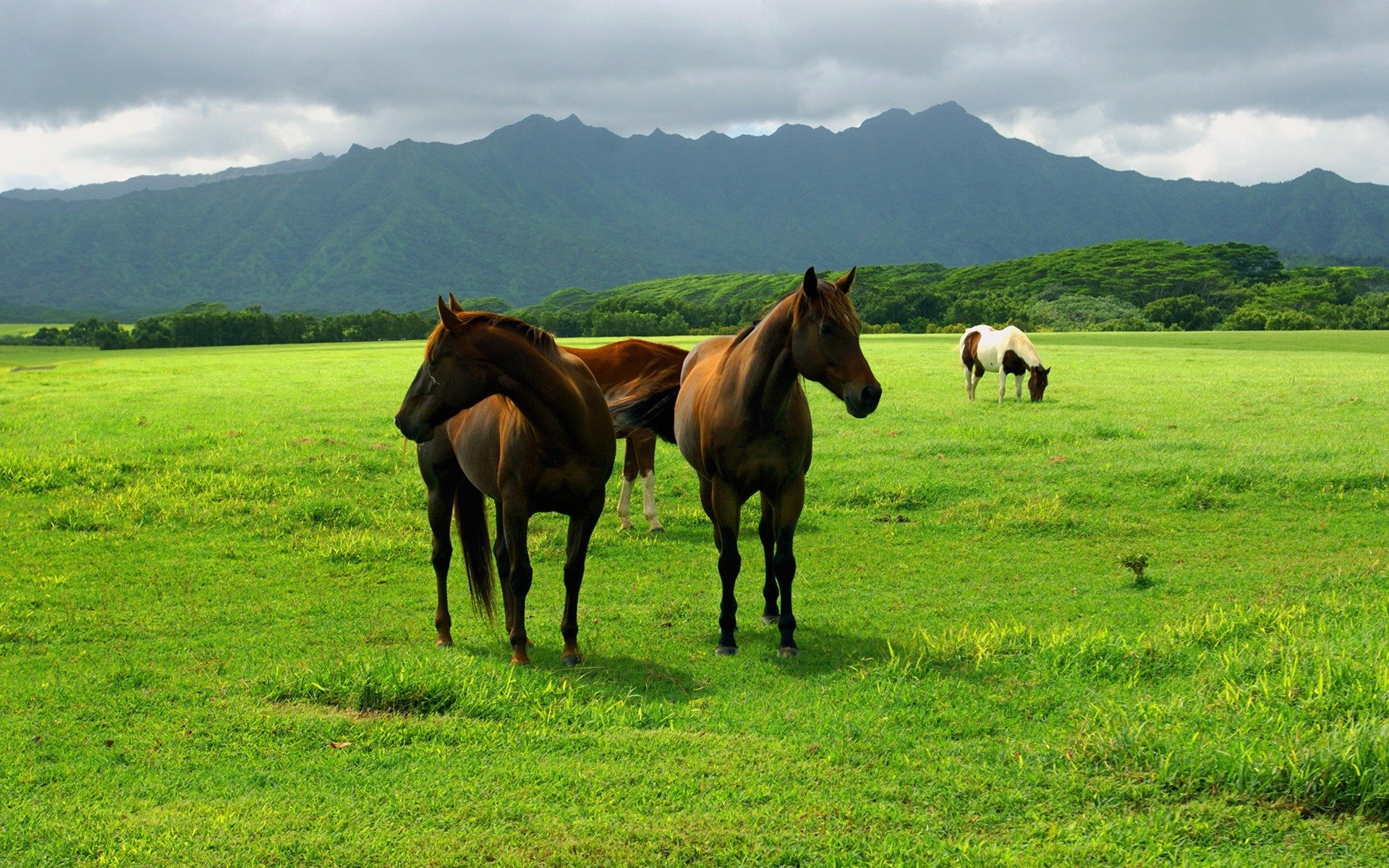 animals pasture the field meadow grass land sky horse horses