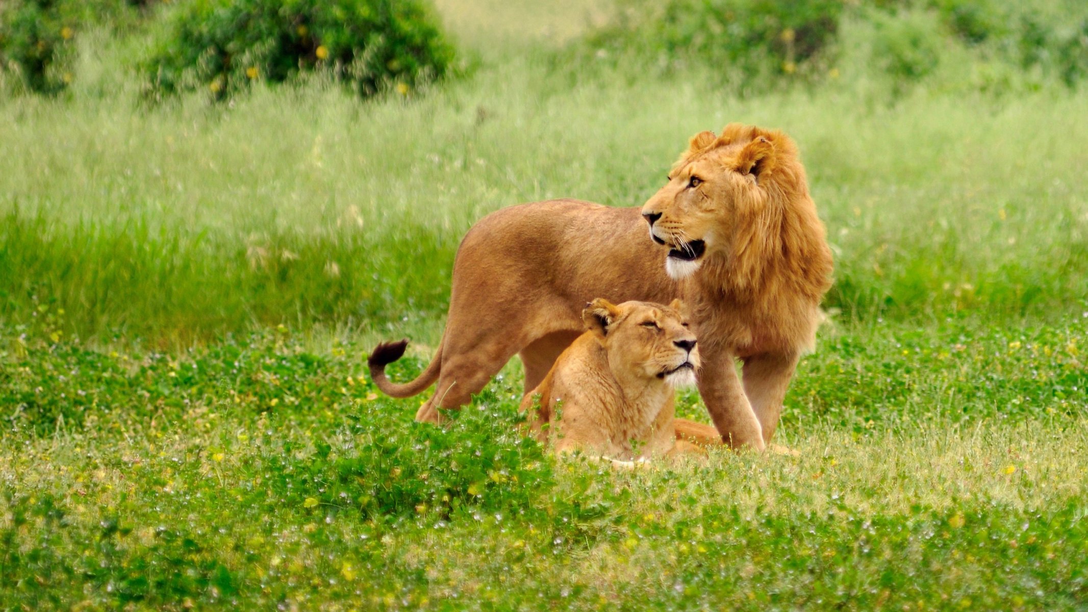 background plain grass the pair leo lioness