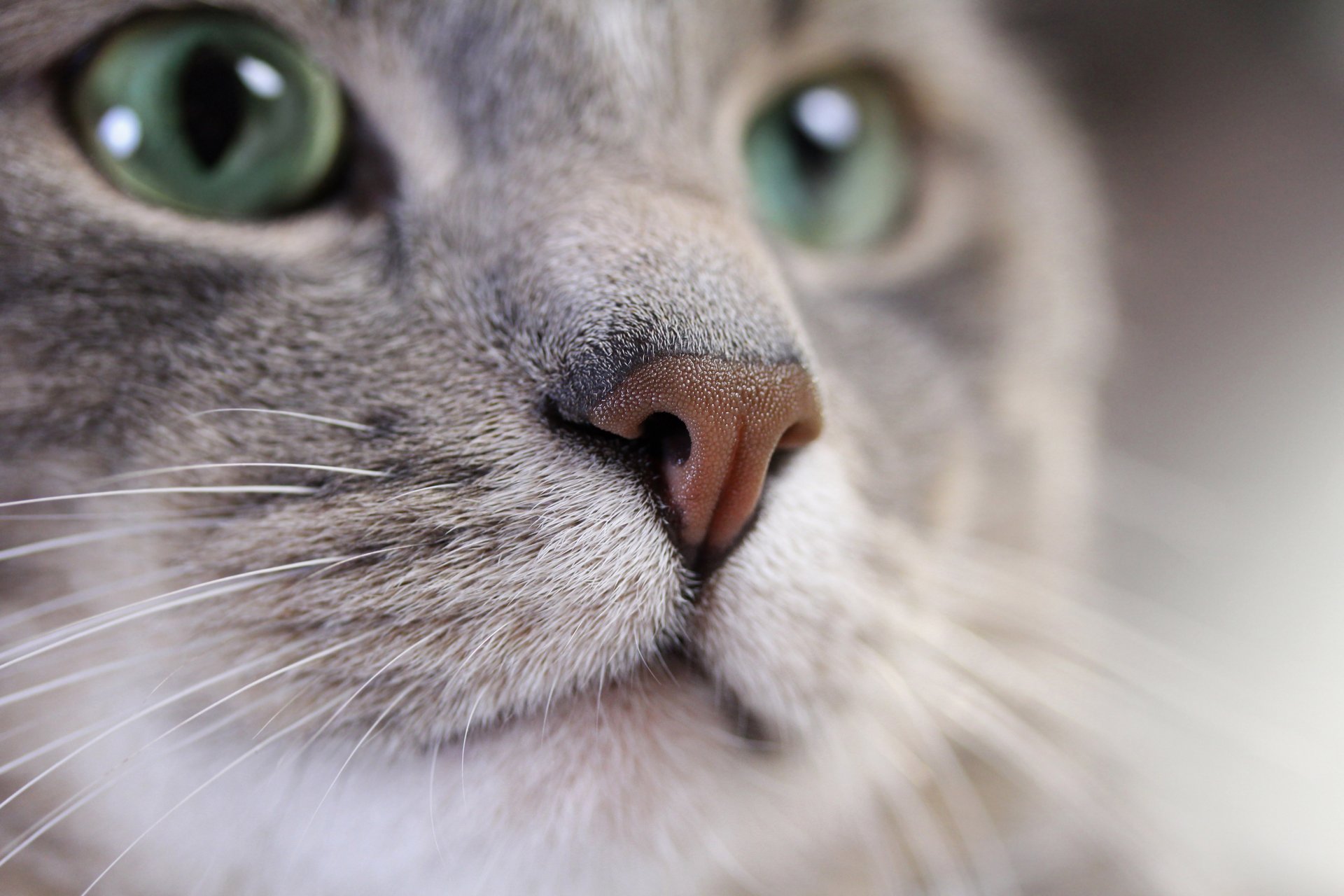 cat kotyara mustache snout emerald view color silver grey blur bokeh wallpaper.