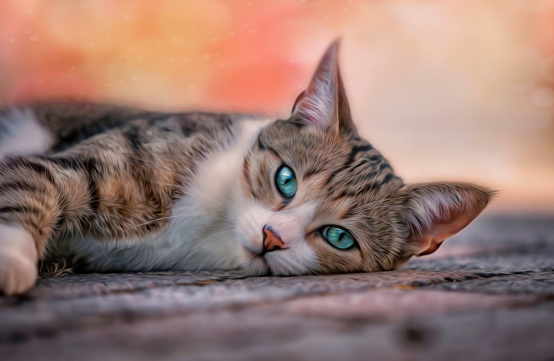 background blur processing cat baleen banding green- blue eyes mat is looks