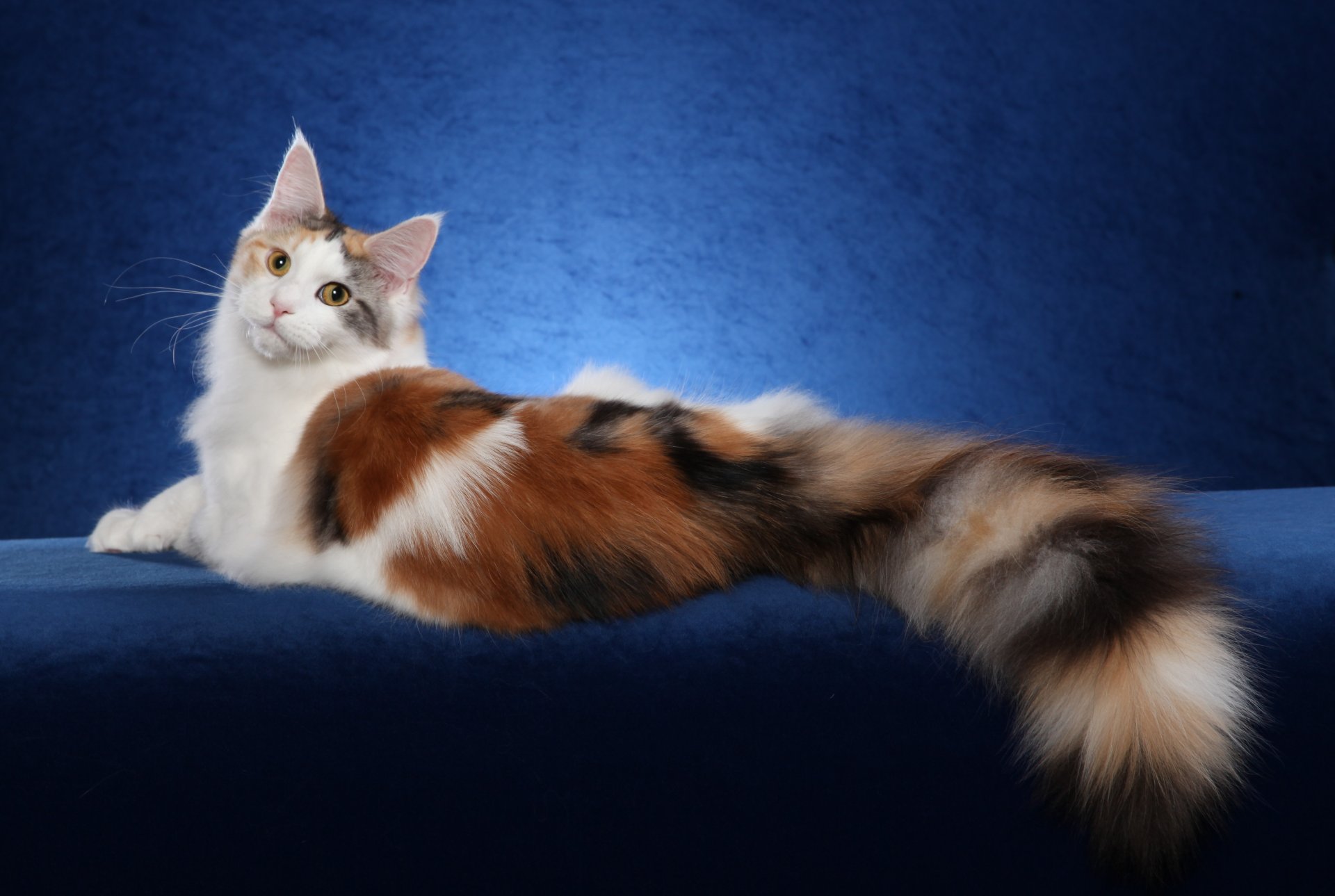 maine coon cat background wallpaper widescreen full screen hd wallpapers fullscreen
